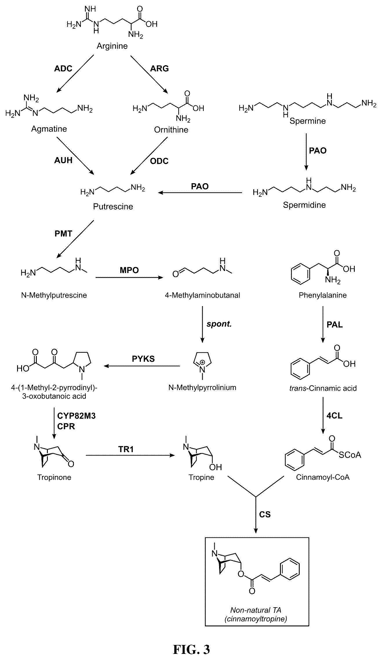 Patent US12480131 Figure 3 – Tropane alkaloid (TA) producing non-plant host cells, and methods of making and using the same