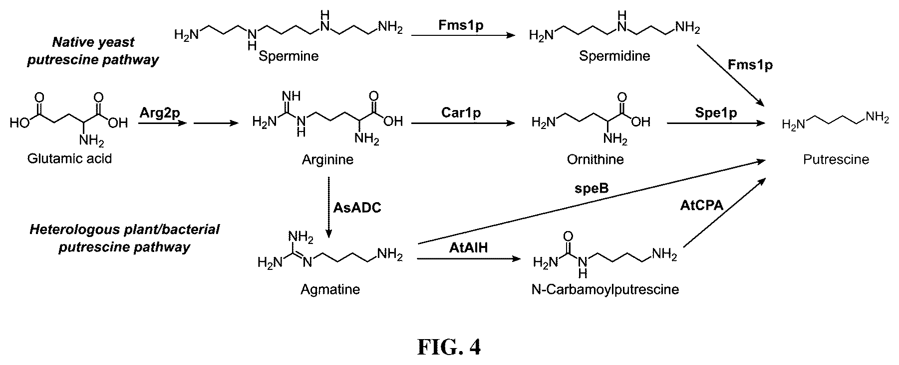 Patent US12480131 Figure 4 – Tropane alkaloid (TA) producing non-plant host cells, and methods of making and using the same