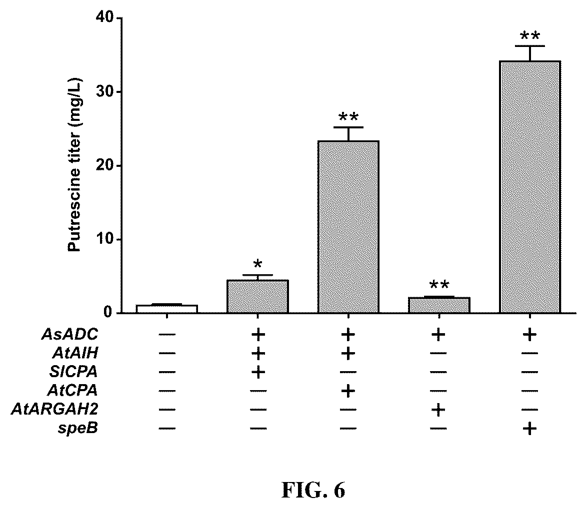 Patent US12480131 Figure 6 – Tropane alkaloid (TA) producing non-plant host cells, and methods of making and using the same