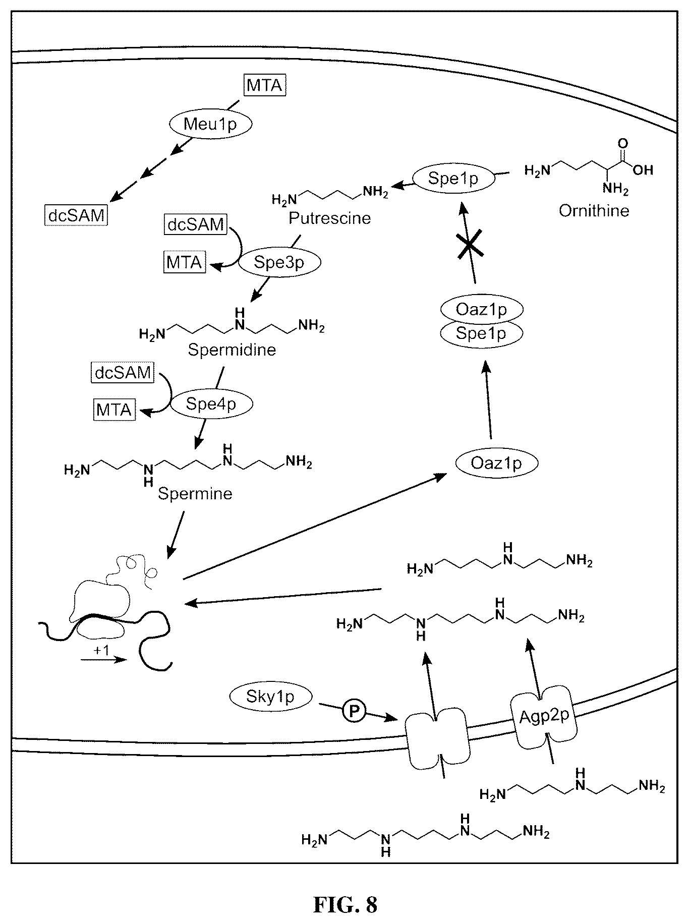 Patent US12480131 Figure 8 – Tropane alkaloid (TA) producing non-plant host cells, and methods of making and using the same