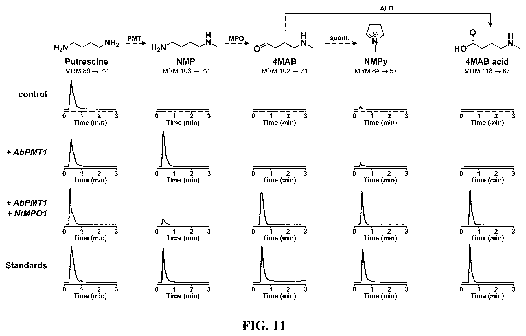 Patent US12480131 Figure 11 – Tropane alkaloid (TA) producing non-plant host cells, and methods of making and using the same