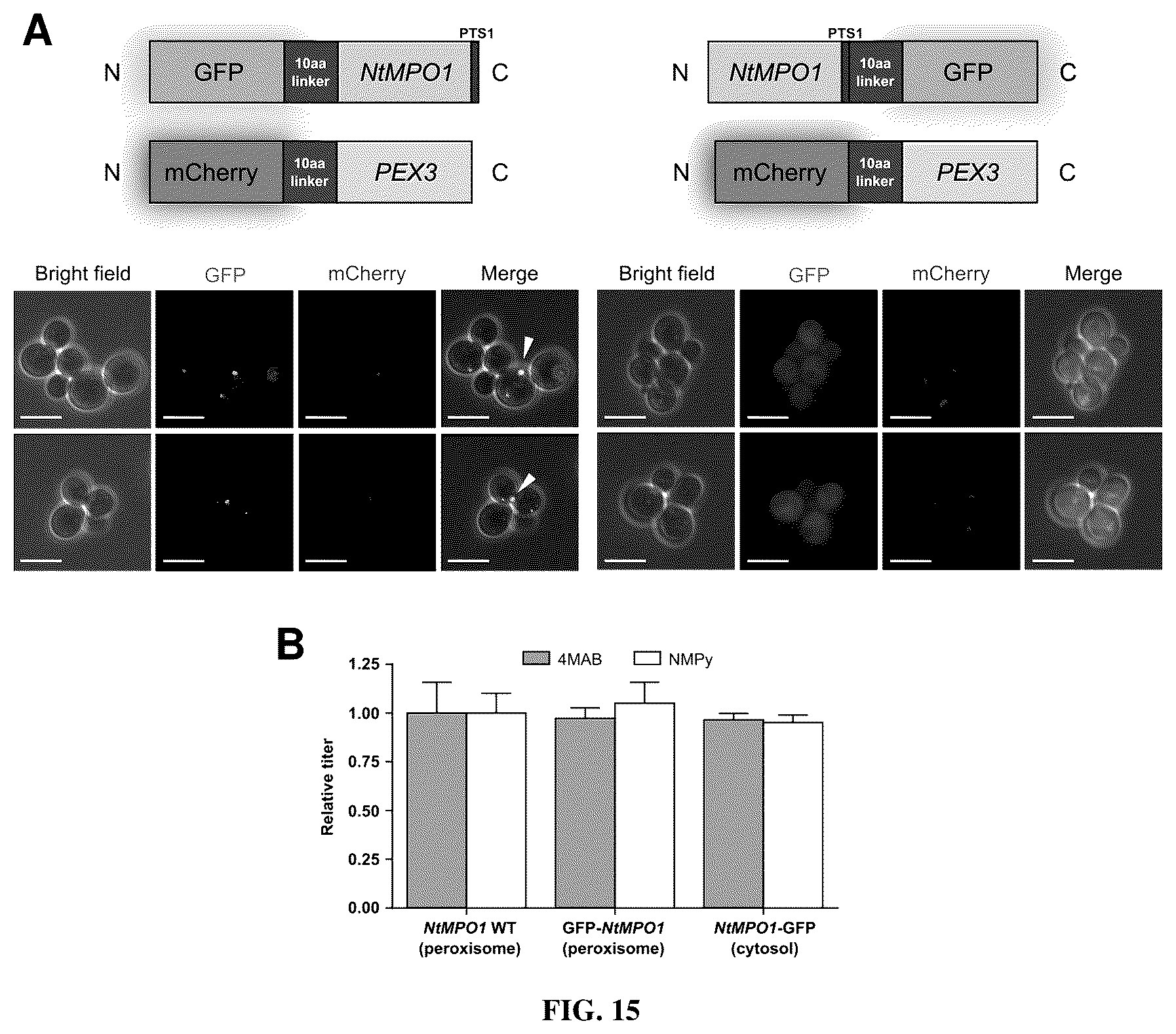 Patent US12480131 Figure 15 – Tropane alkaloid (TA) producing non-plant host cells, and methods of making and using the same