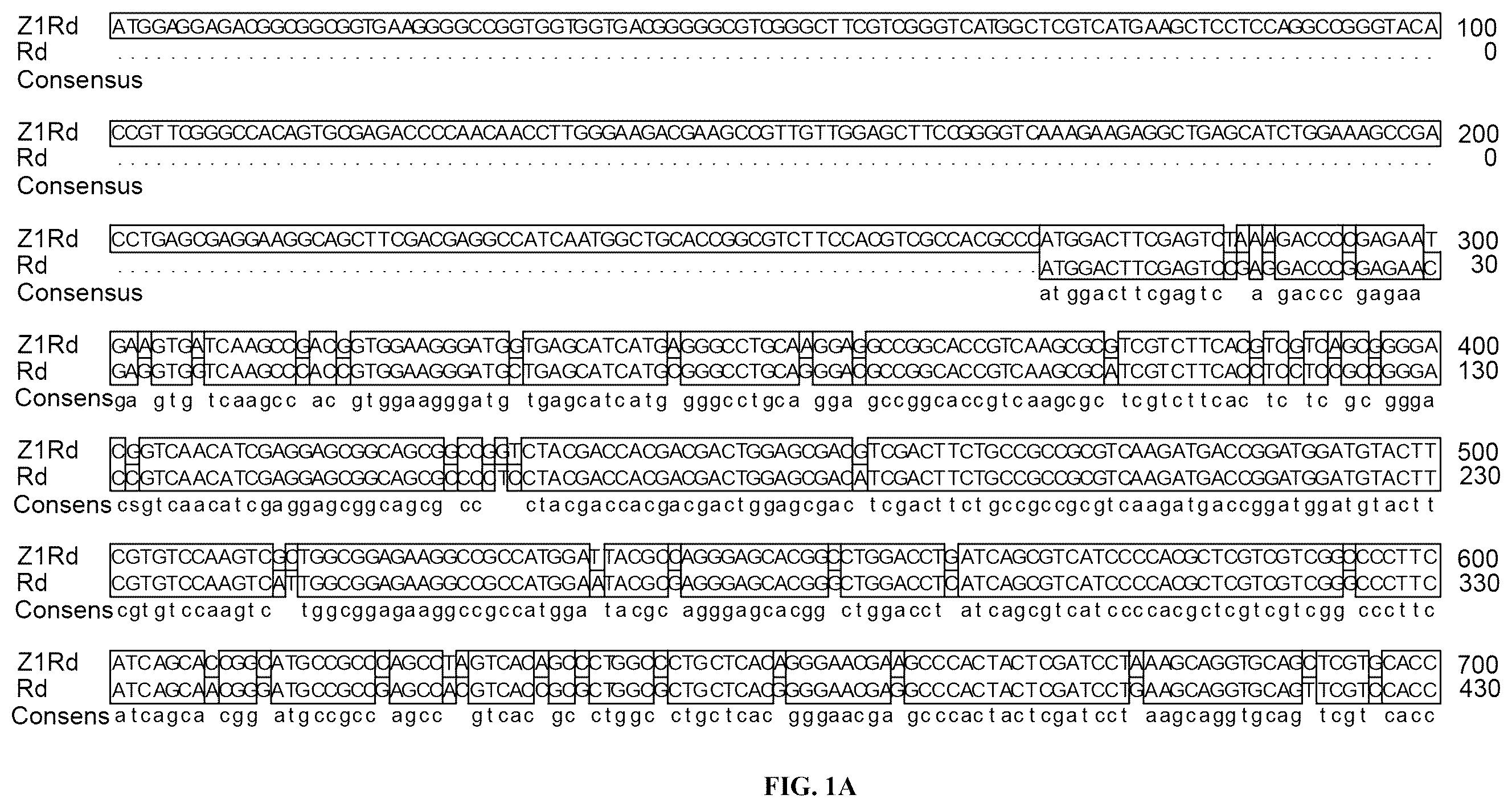 Patent US12480133 Figure 1 – Use of pyramid of ZlRc and ZlRd genes from Zizania latifolia in increasing polyphenol content of rice seed