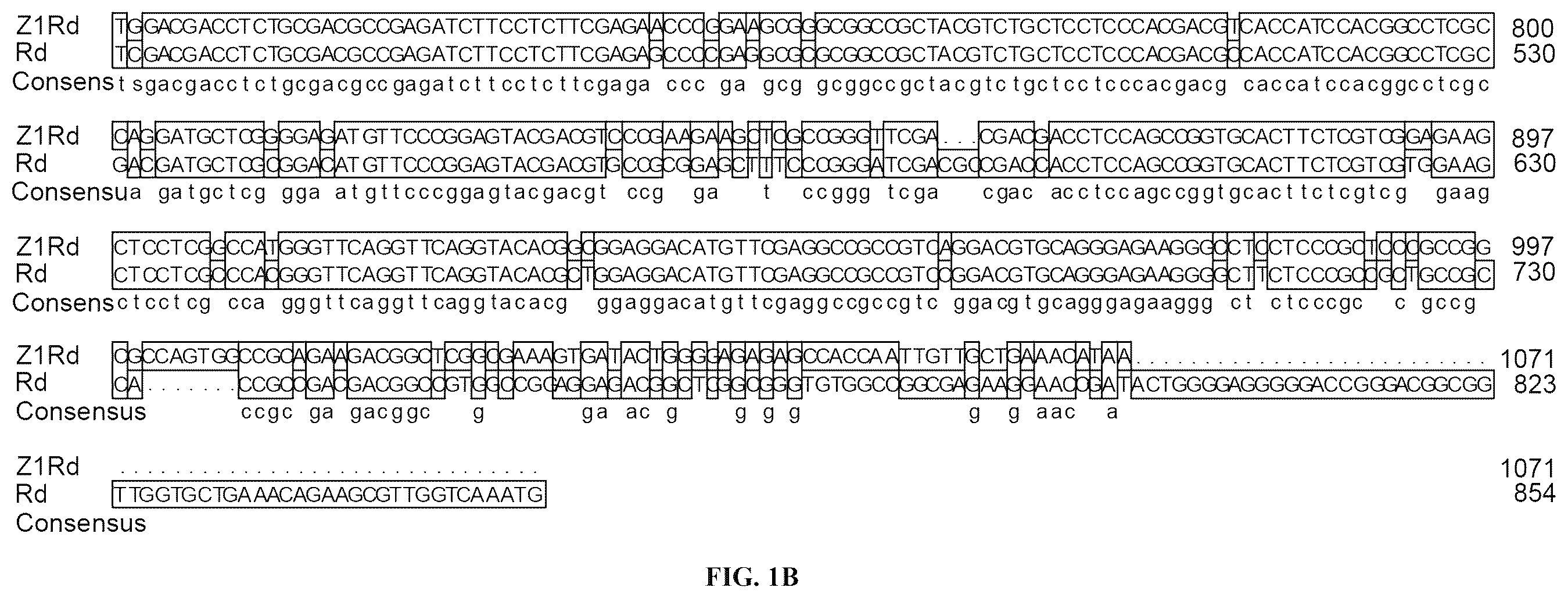 Patent US12480133 Figure 2 – Use of pyramid of ZlRc and ZlRd genes from Zizania latifolia in increasing polyphenol content of rice seed