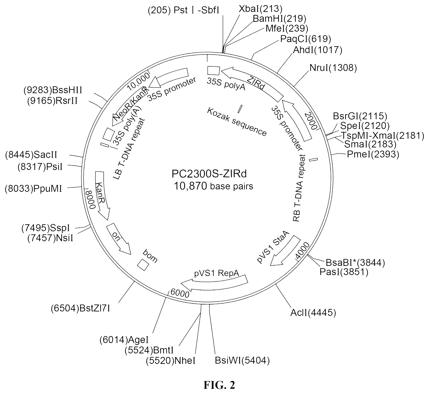 Patent US12480133 Figure 3 – Use of pyramid of ZlRc and ZlRd genes from Zizania latifolia in increasing polyphenol content of rice seed