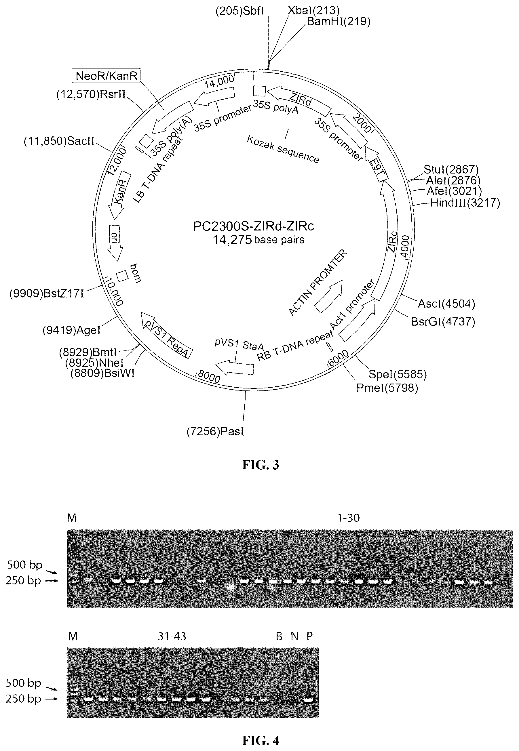Patent US12480133 Figure 4 – Use of pyramid of ZlRc and ZlRd genes from Zizania latifolia in increasing polyphenol content of rice seed