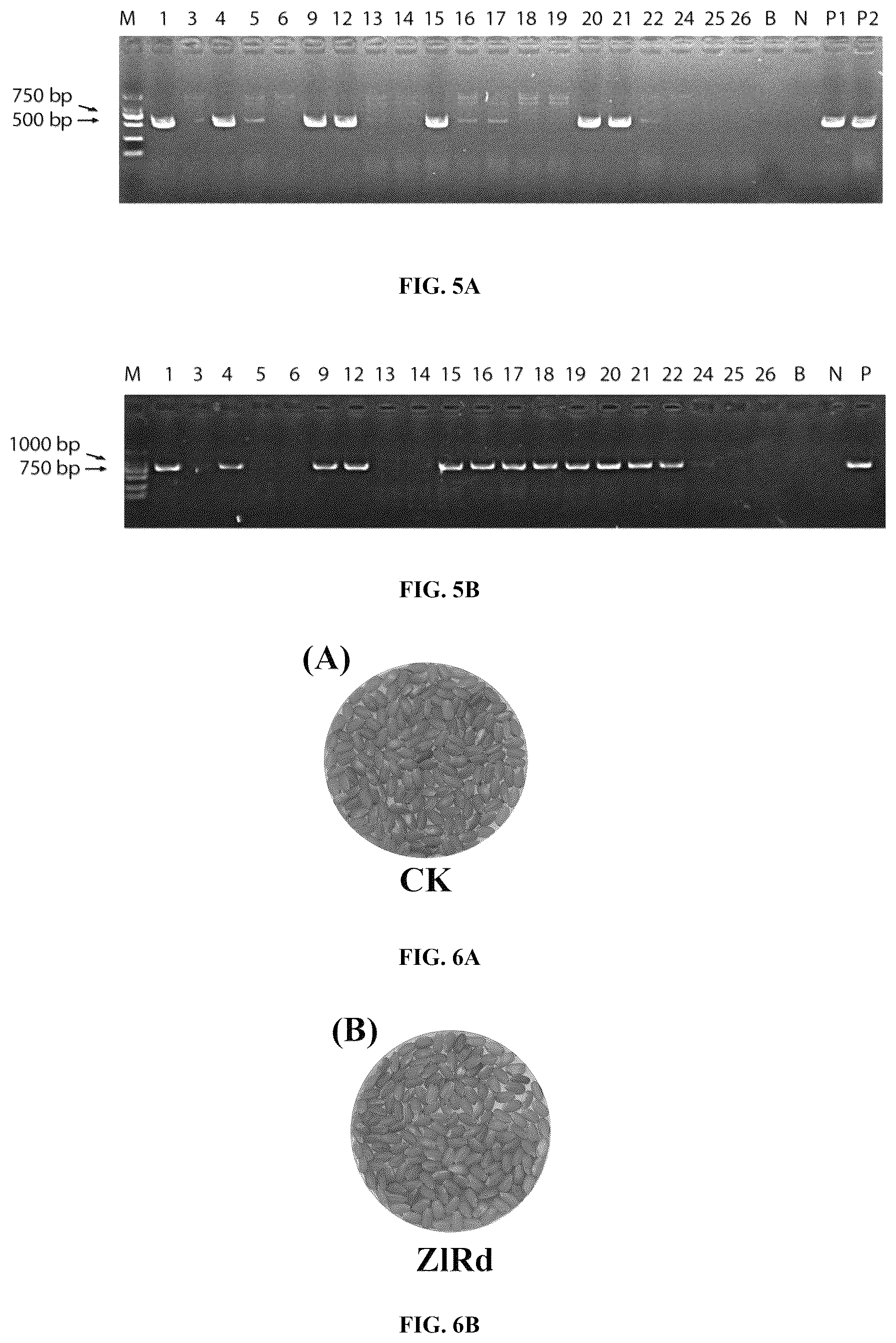 Patent US12480133 Figure 5 – Use of pyramid of ZlRc and ZlRd genes from Zizania latifolia in increasing polyphenol content of rice seed