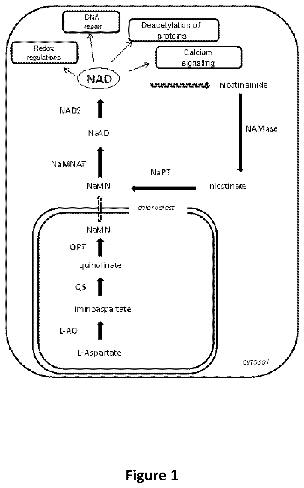 Patent US12480134 Figure 1 – Plants with increased yield and method for producing said plants
