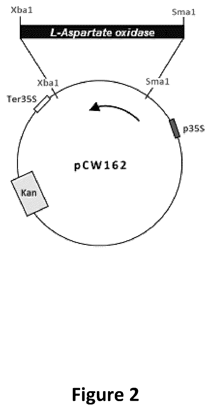 Patent US12480134 Figure 2 – Plants with increased yield and method for producing said plants