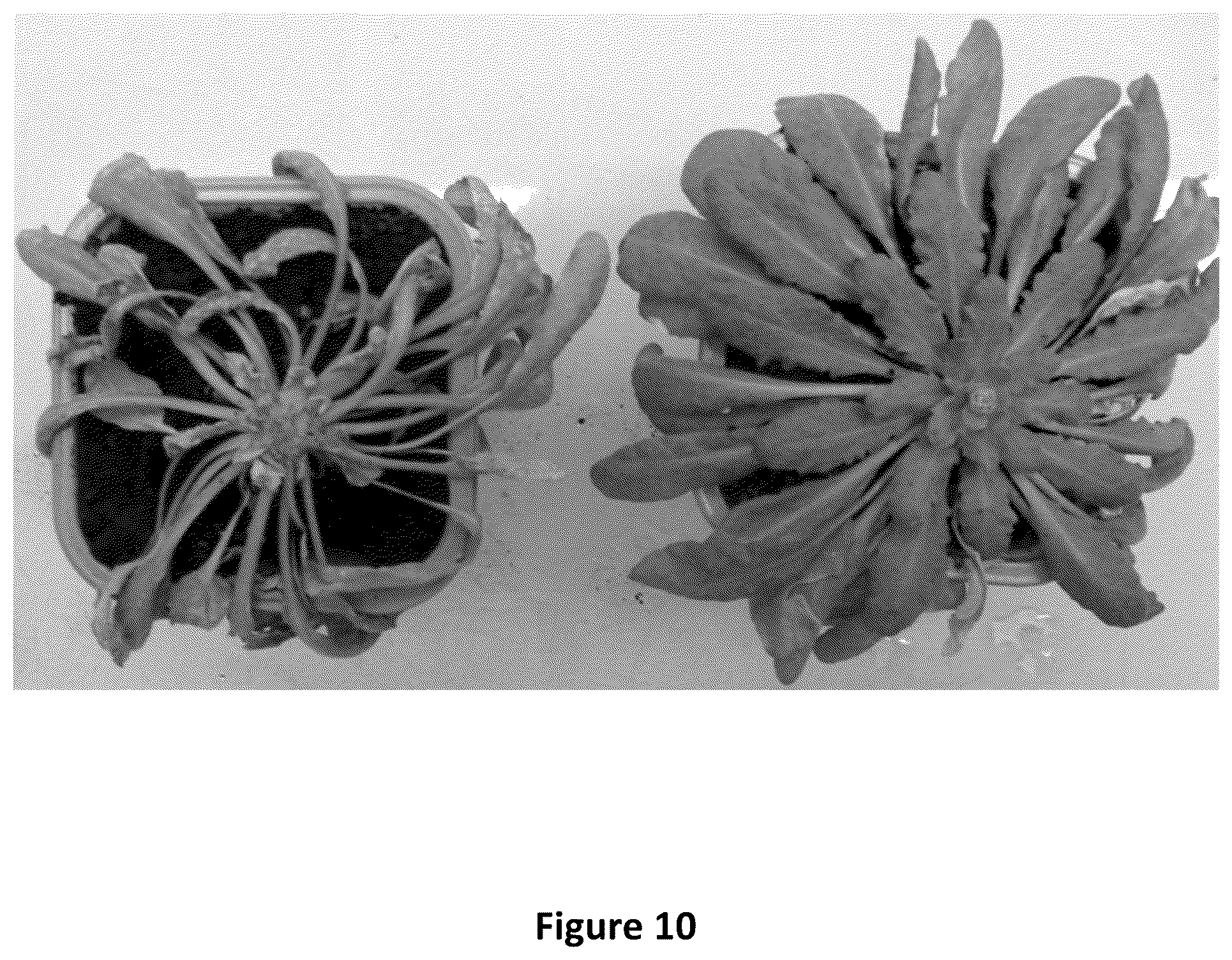 Patent US12480134 Figure 10 – Plants with increased yield and method for producing said plants