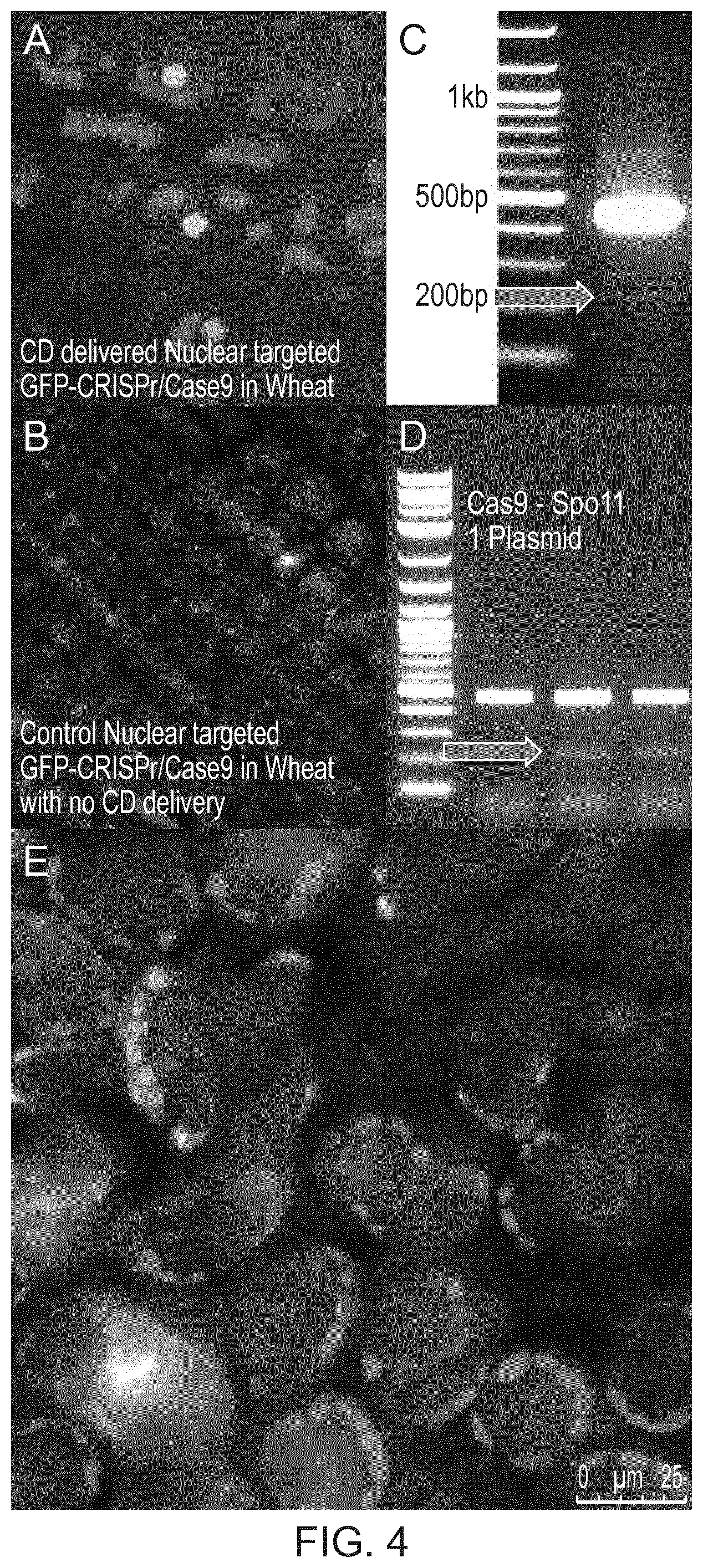 Patent US12480135 Figure 4 – Compositions and methods for delivery of nucleic acid to plant cells