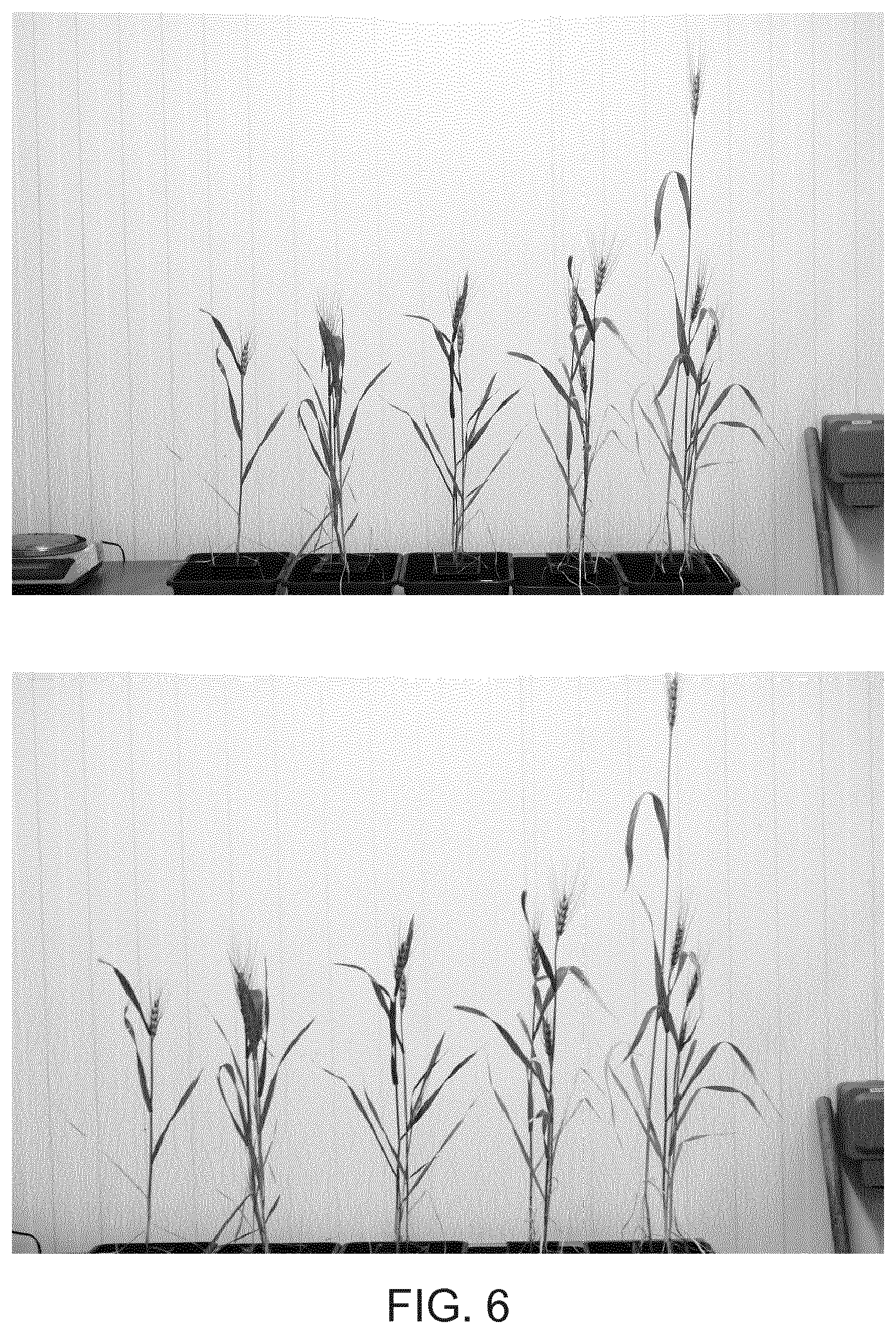 Patent US12480135 Figure 6 – Compositions and methods for delivery of nucleic acid to plant cells
