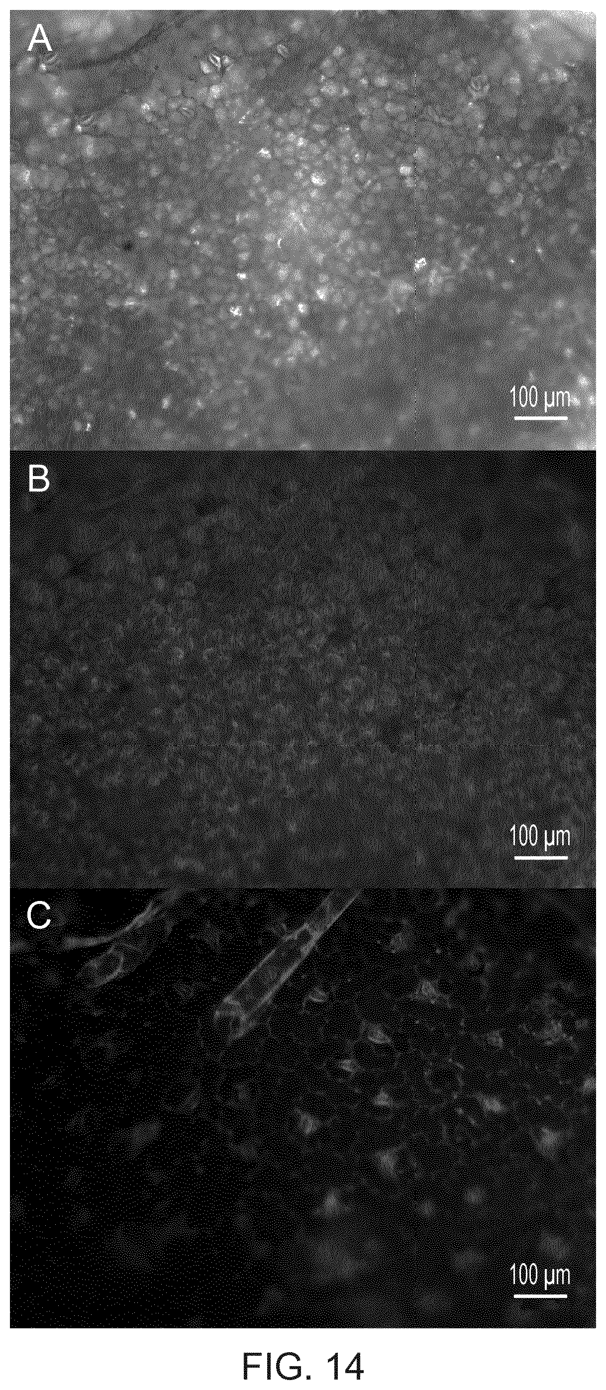 Patent US12480135 Figure 14 – Compositions and methods for delivery of nucleic acid to plant cells