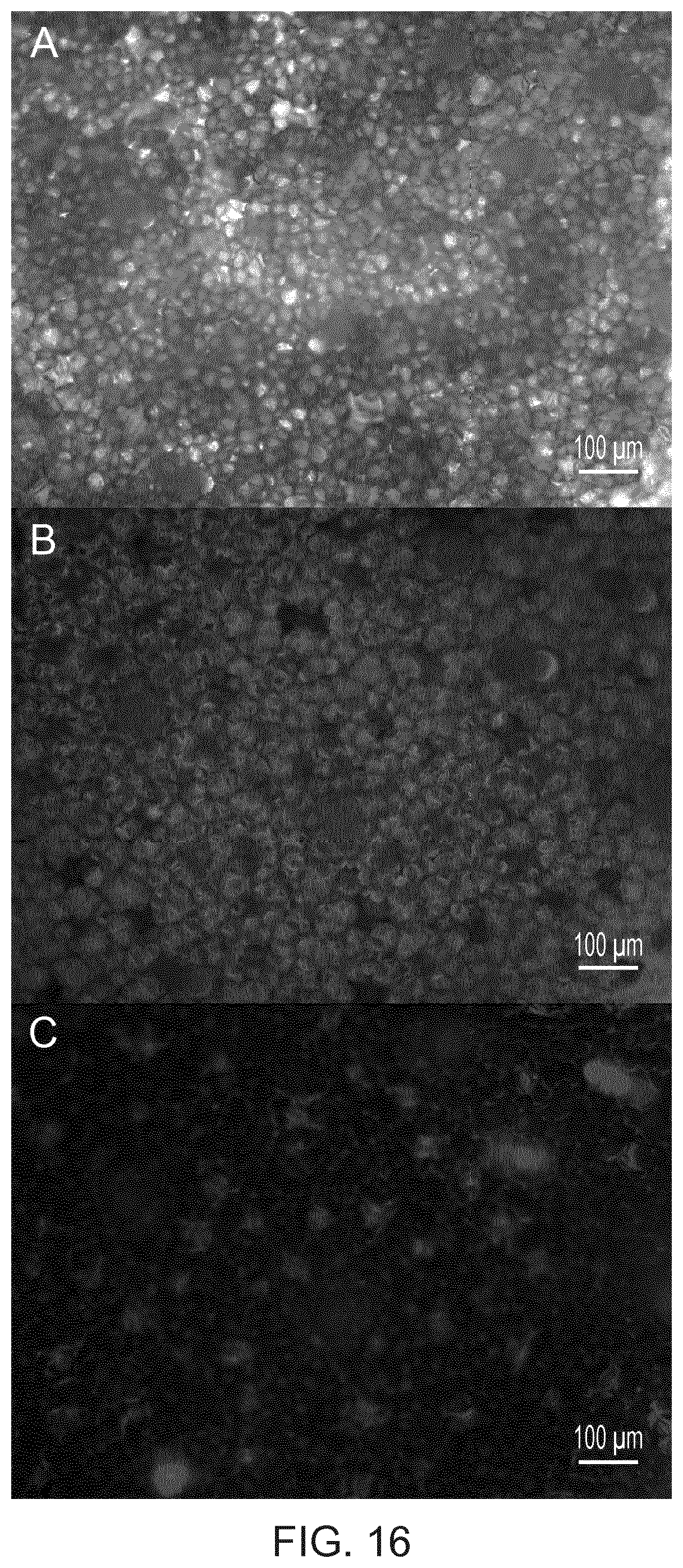 Patent US12480135 Figure 16 – Compositions and methods for delivery of nucleic acid to plant cells