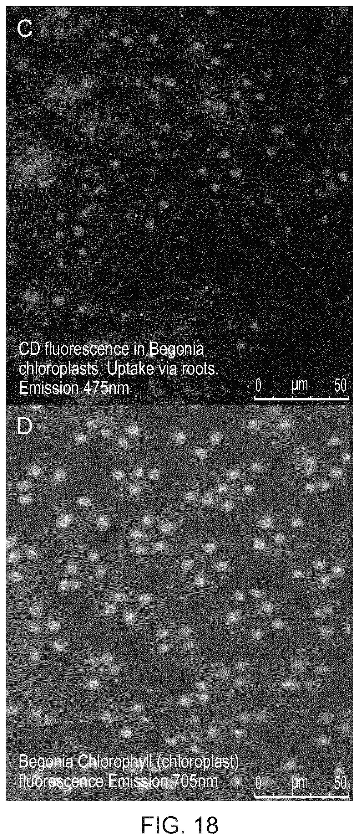 Patent US12480135 Figure 18 – Compositions and methods for delivery of nucleic acid to plant cells