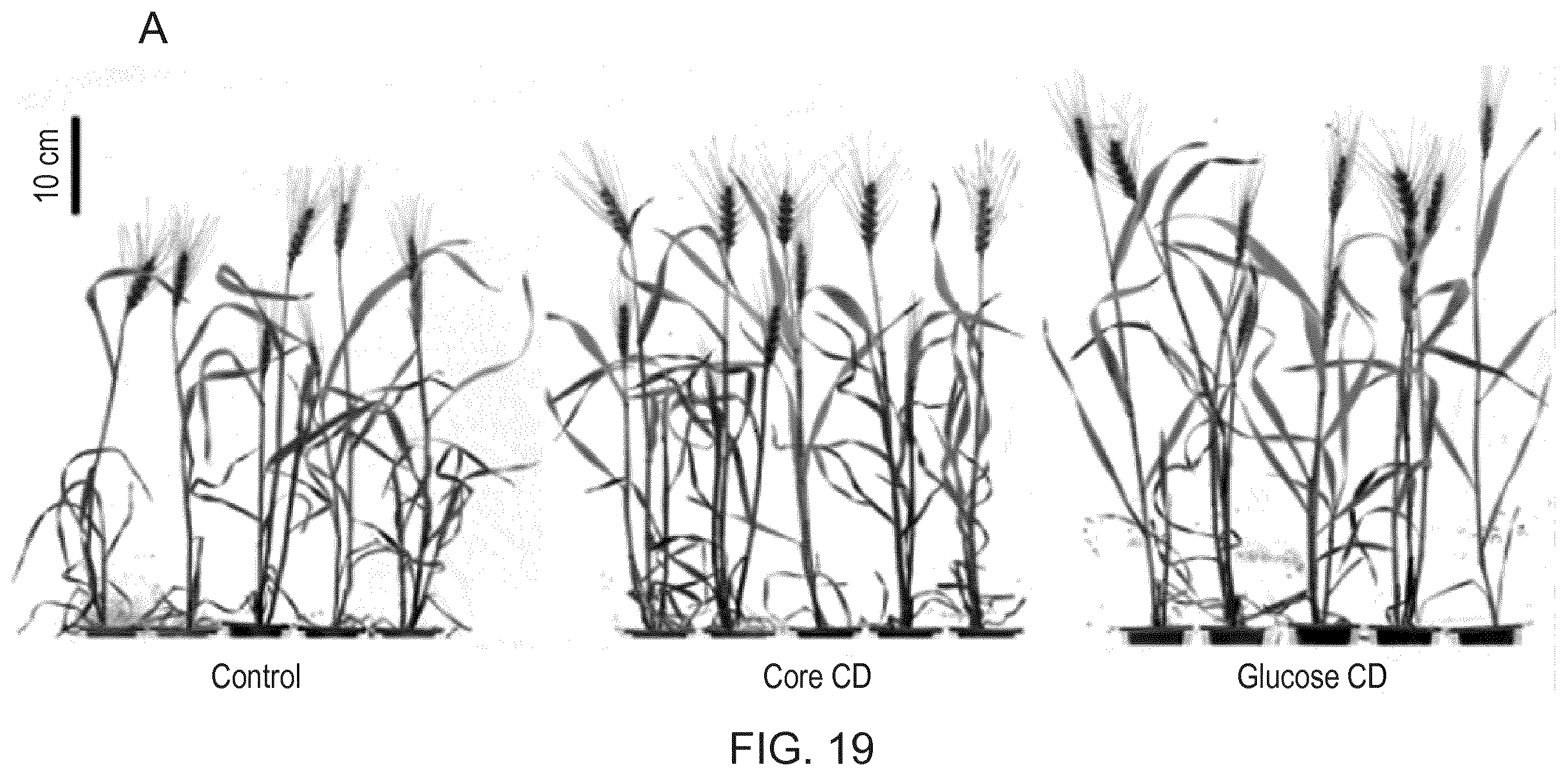 Patent US12480135 Figure 19 – Compositions and methods for delivery of nucleic acid to plant cells