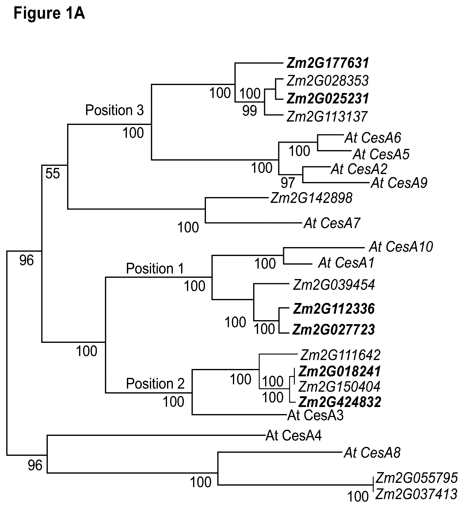Patent US12480137 Figure 1 – Plants having increased tolerance to herbicides