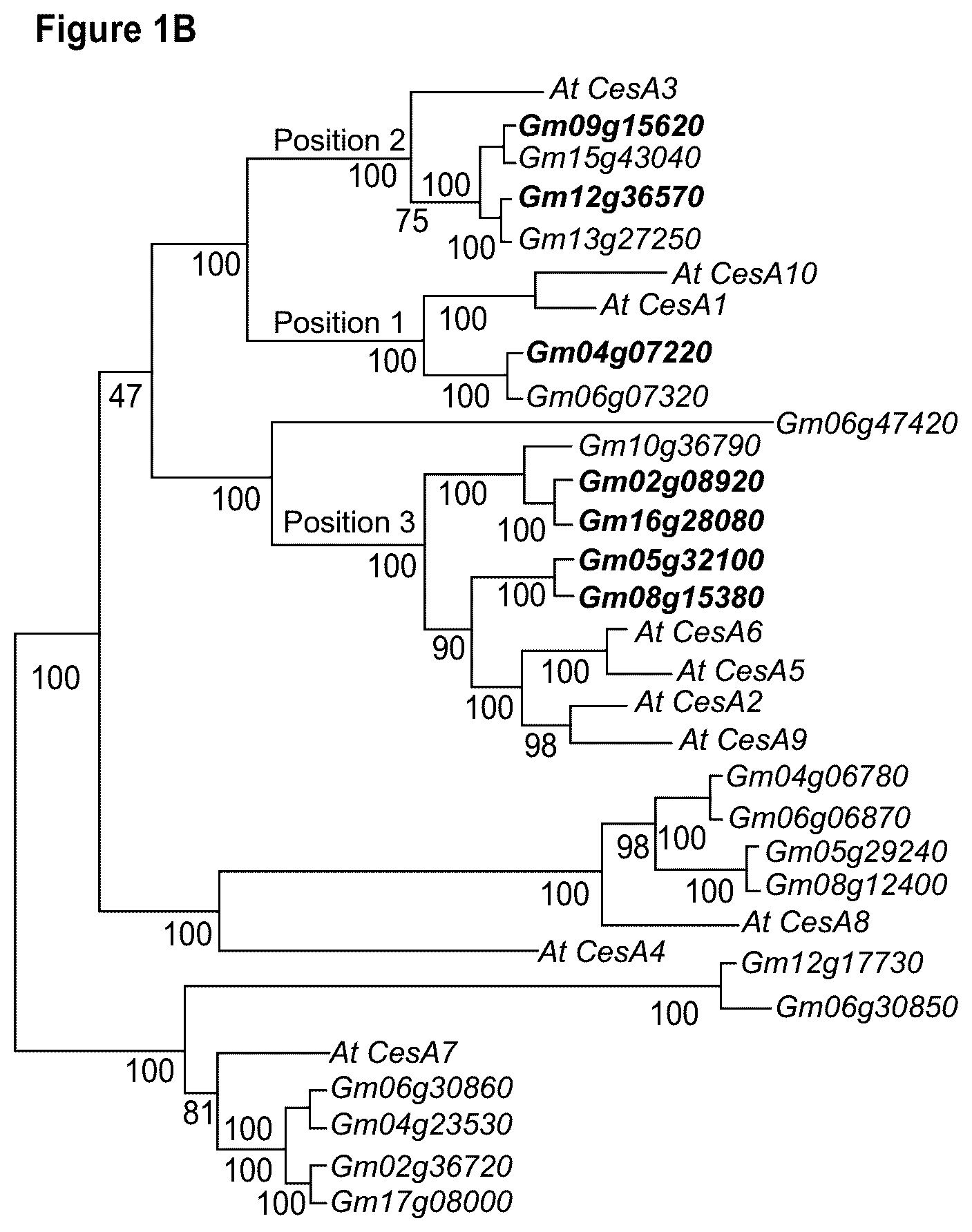 Patent US12480137 Figure 2 – Plants having increased tolerance to herbicides