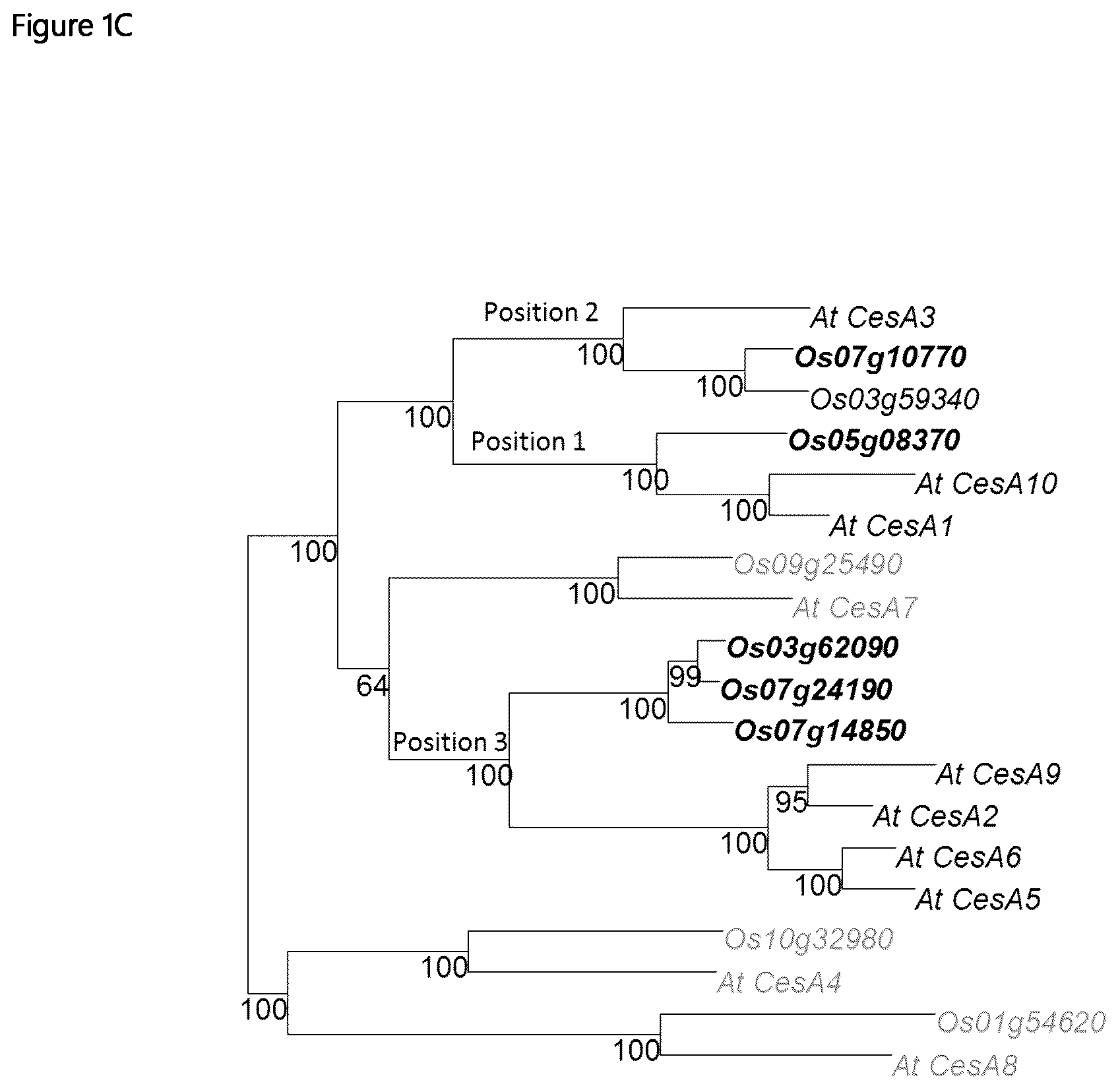 Patent US12480137 Figure 3 – Plants having increased tolerance to herbicides