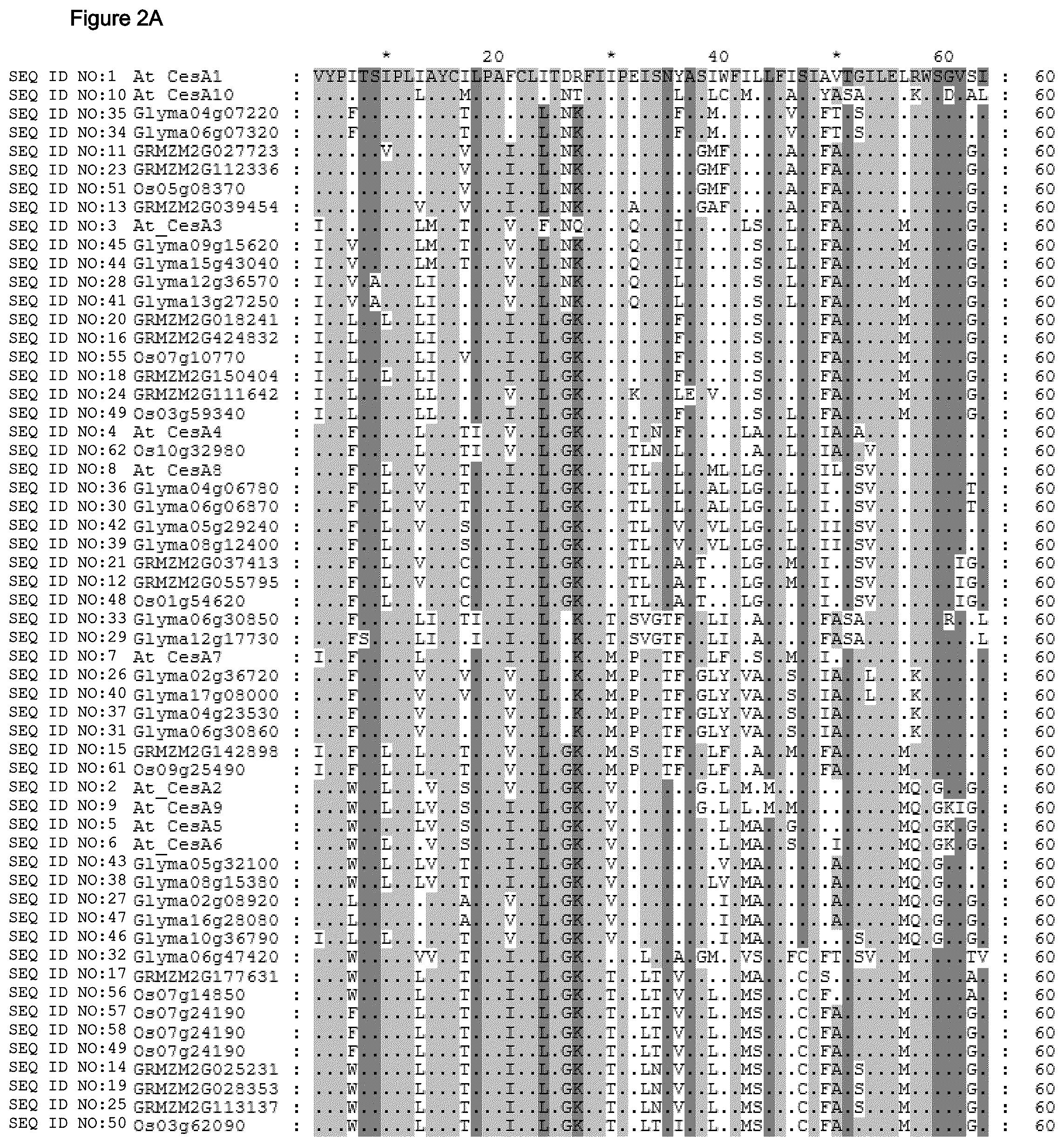 Patent US12480137 Figure 4 – Plants having increased tolerance to herbicides