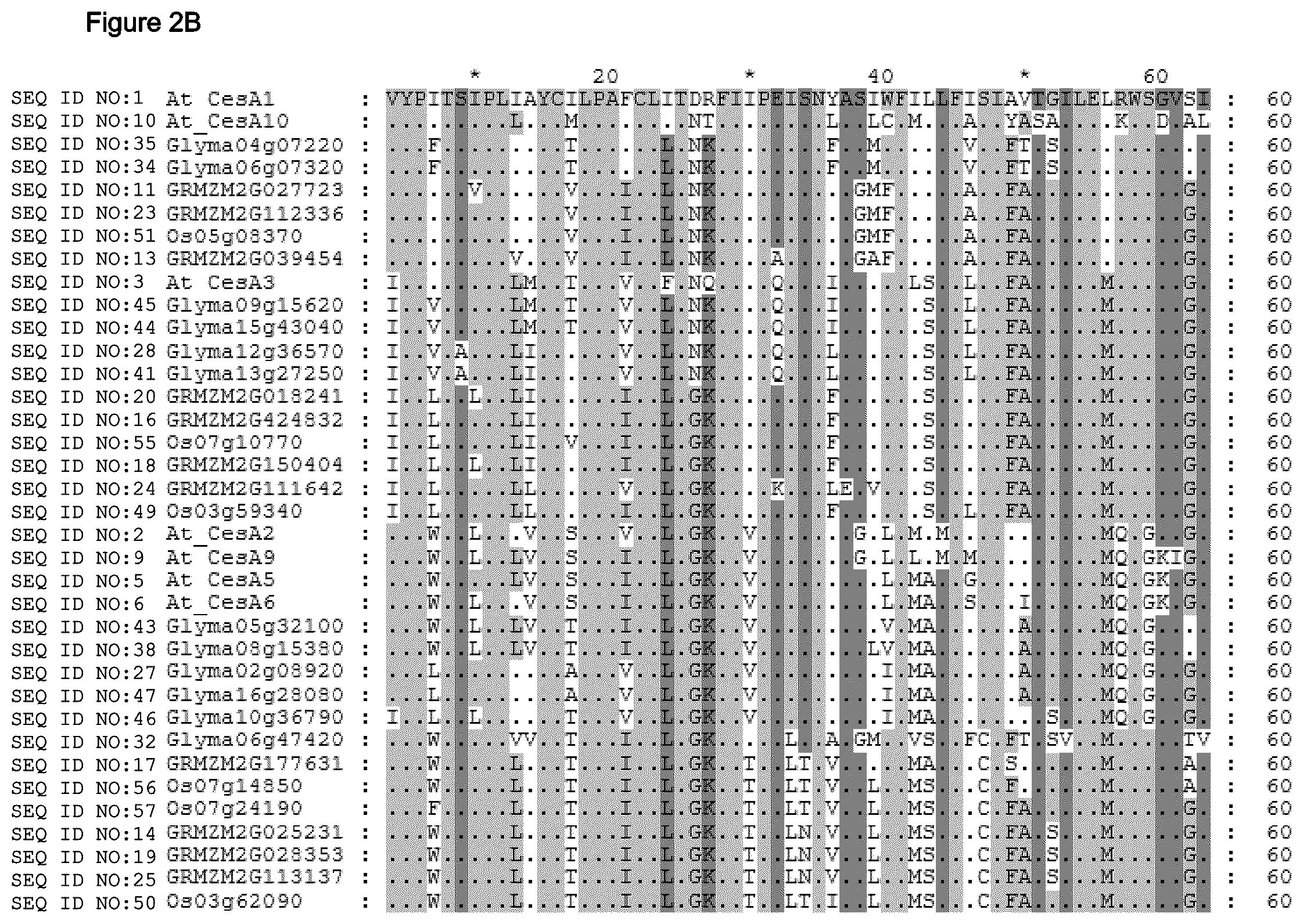 Patent US12480137 Figure 8 – Plants having increased tolerance to herbicides