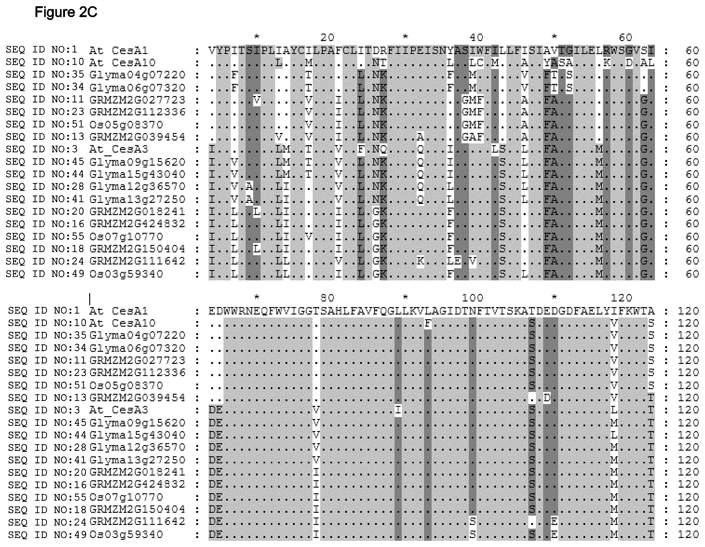 Patent US12480137 Figure 12 – Plants having increased tolerance to herbicides