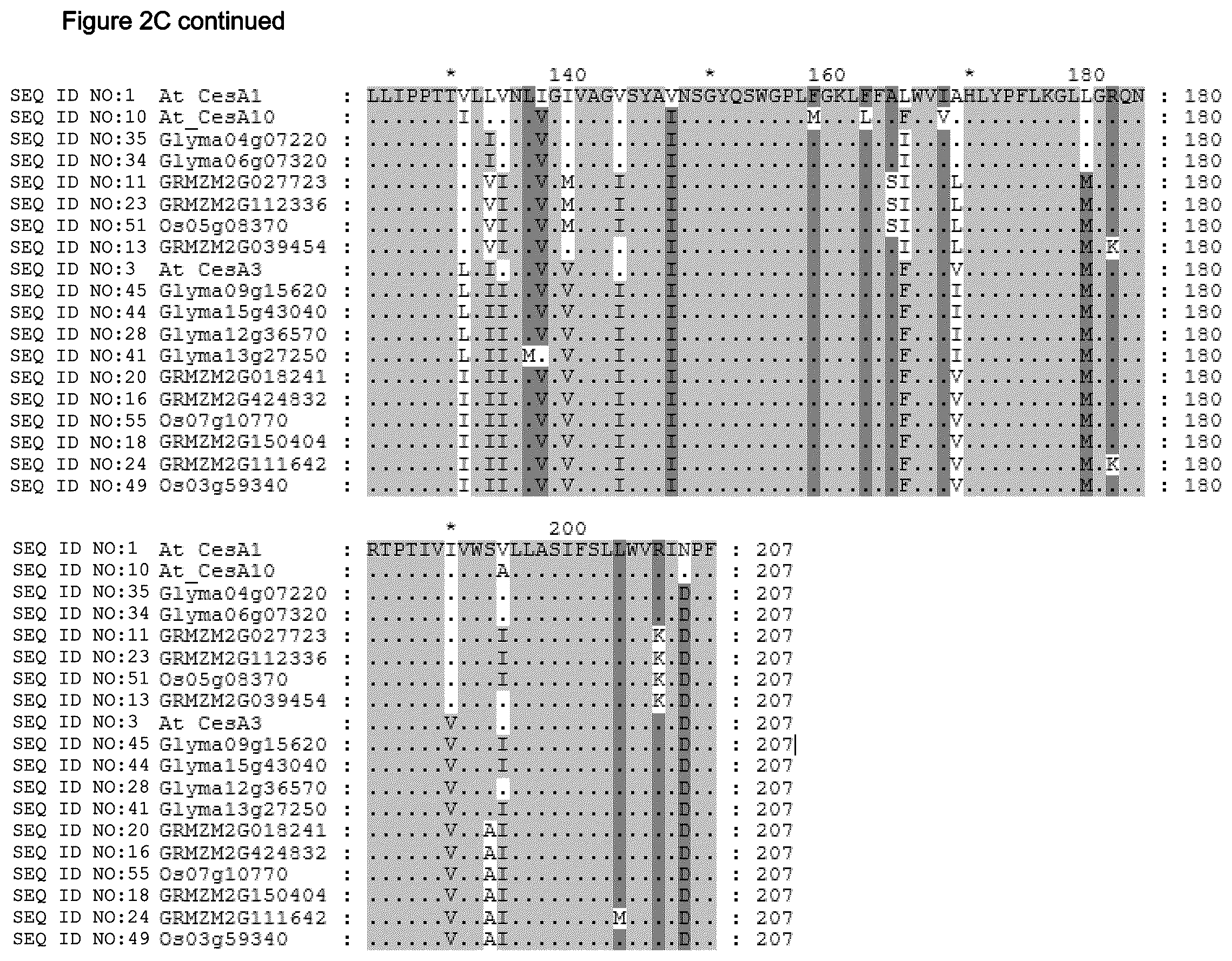 Patent US12480137 Figure 13 – Plants having increased tolerance to herbicides