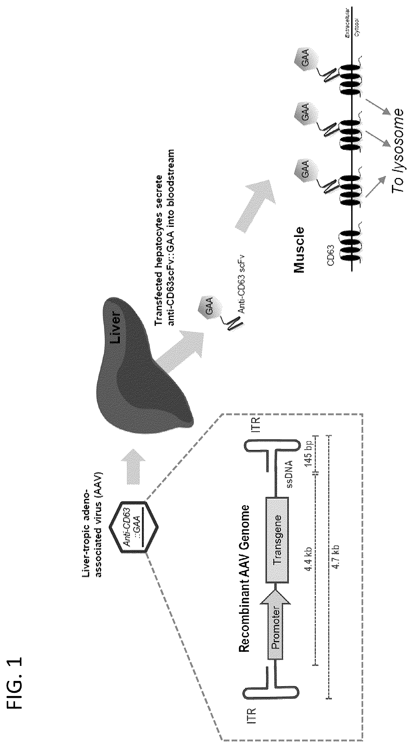 Patent US12480139 Figure 1 – Methods for analysis of viral capsid protein composition