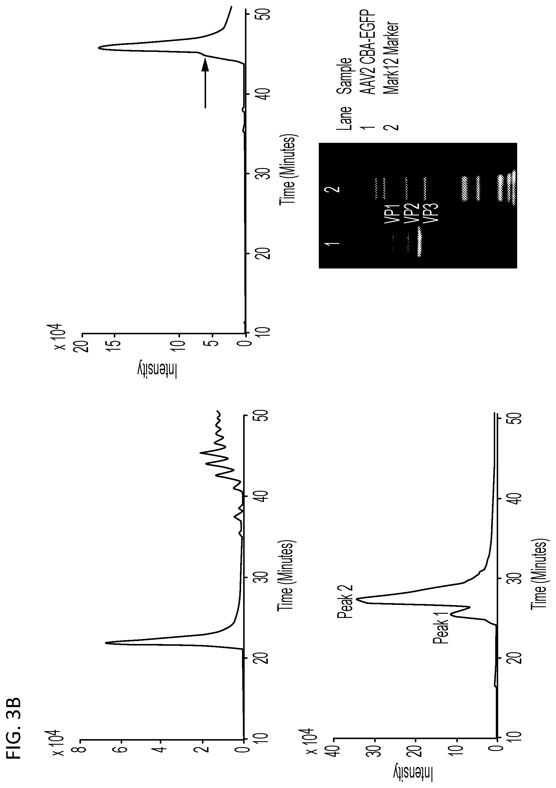 Patent US12480139 Figure 4 – Methods for analysis of viral capsid protein composition