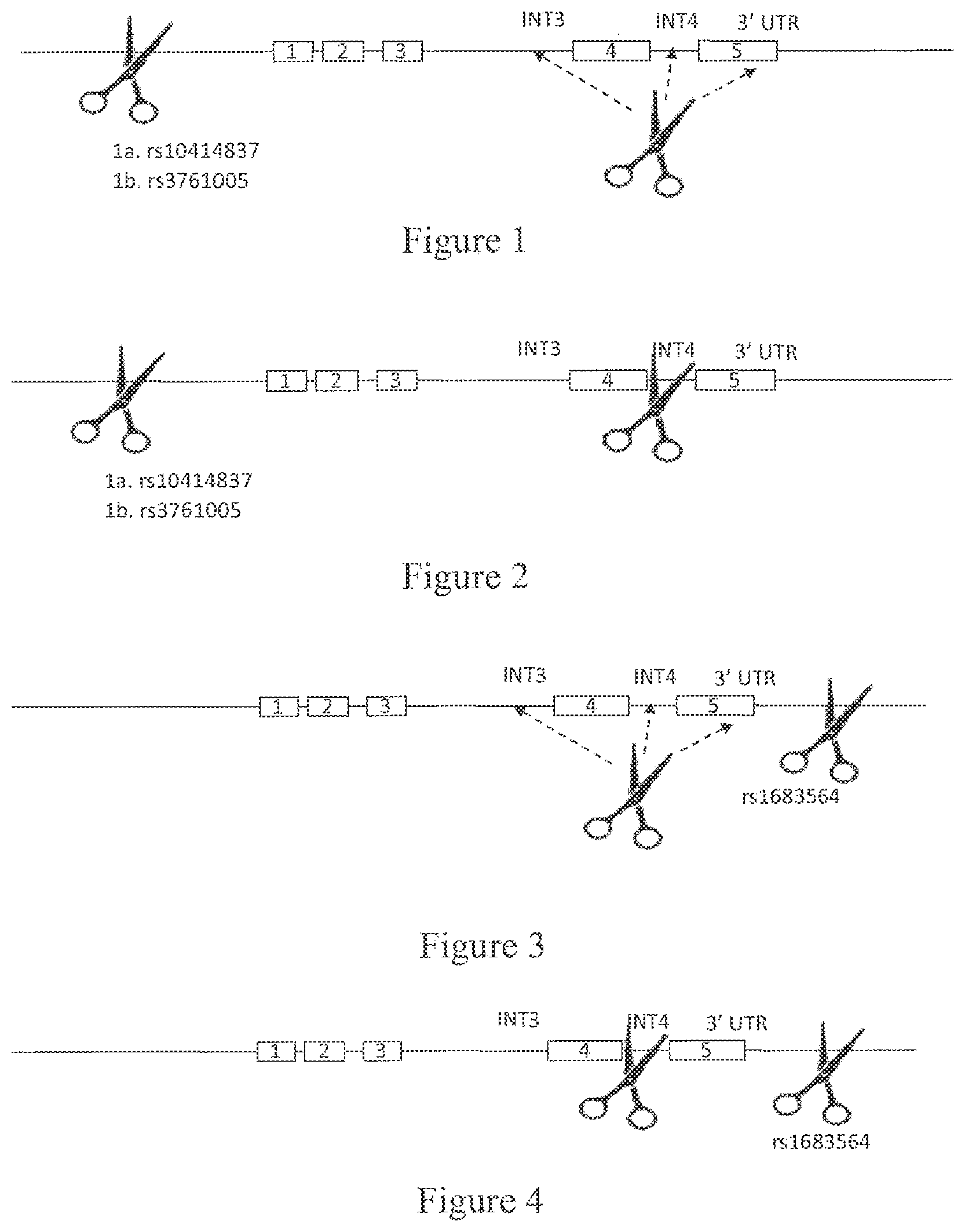 Patent US12480140 Figure 1 – Differential knockout of an allele of a heterozygous ELANE gene