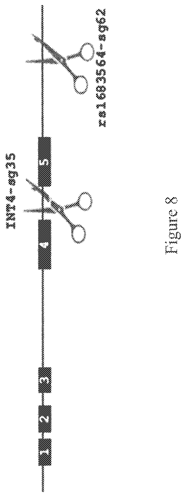 Patent US12480140 Figure 5 – Differential knockout of an allele of a heterozygous ELANE gene