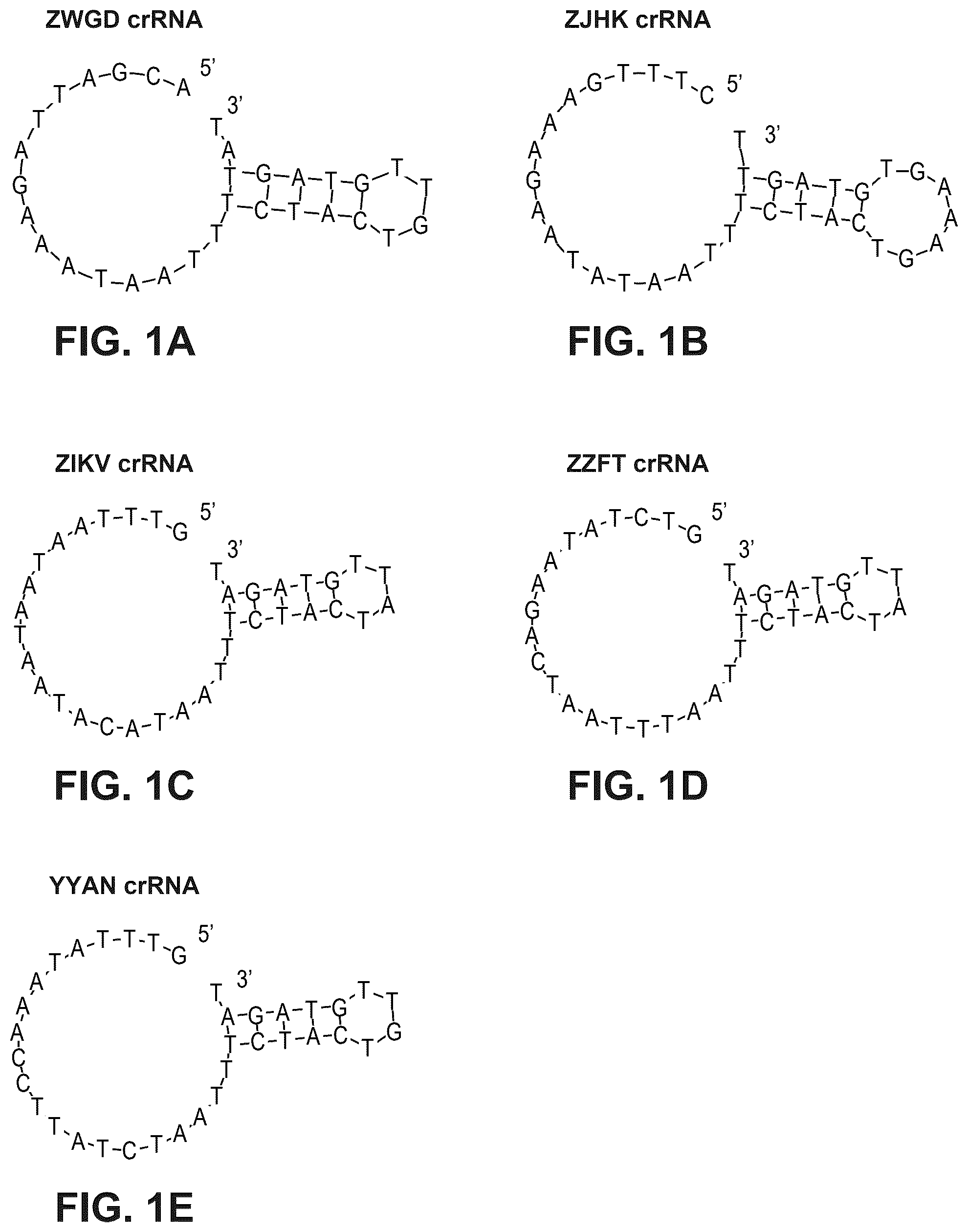 Patent US12480141 Figure 1 – Type V Cas proteins and applications thereof