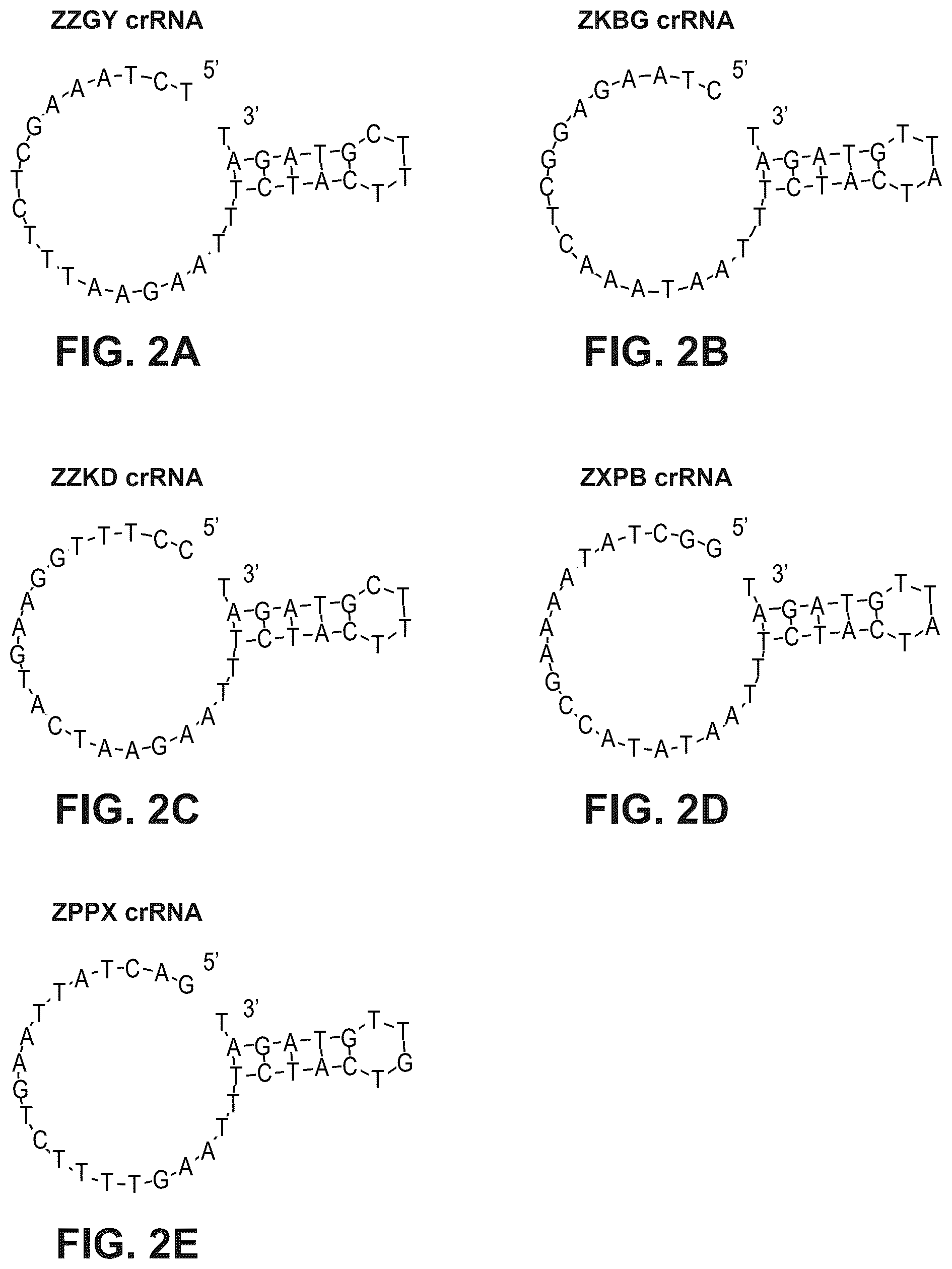 Patent US12480141 Figure 2 – Type V Cas proteins and applications thereof