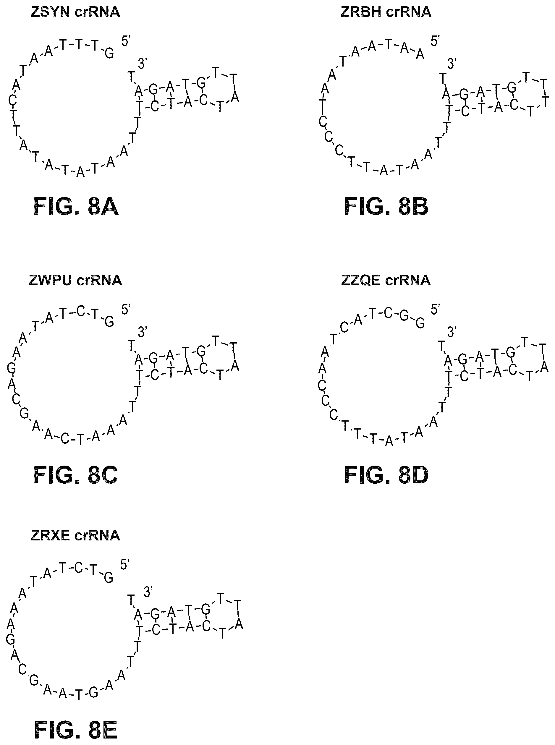 Patent US12480141 Figure 8 – Type V Cas proteins and applications thereof