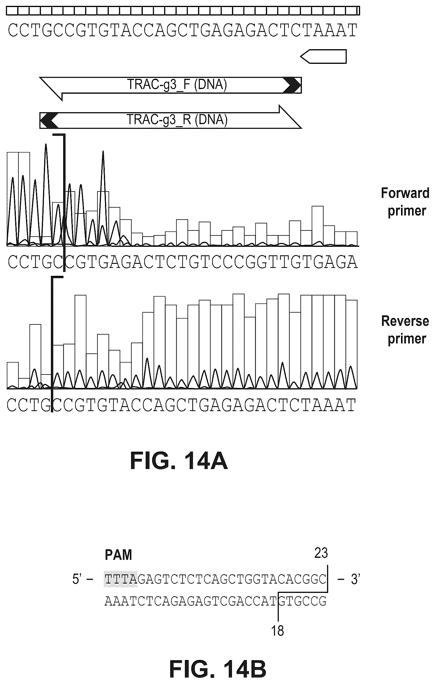 Patent US12480141 Figure 14 – Type V Cas proteins and applications thereof