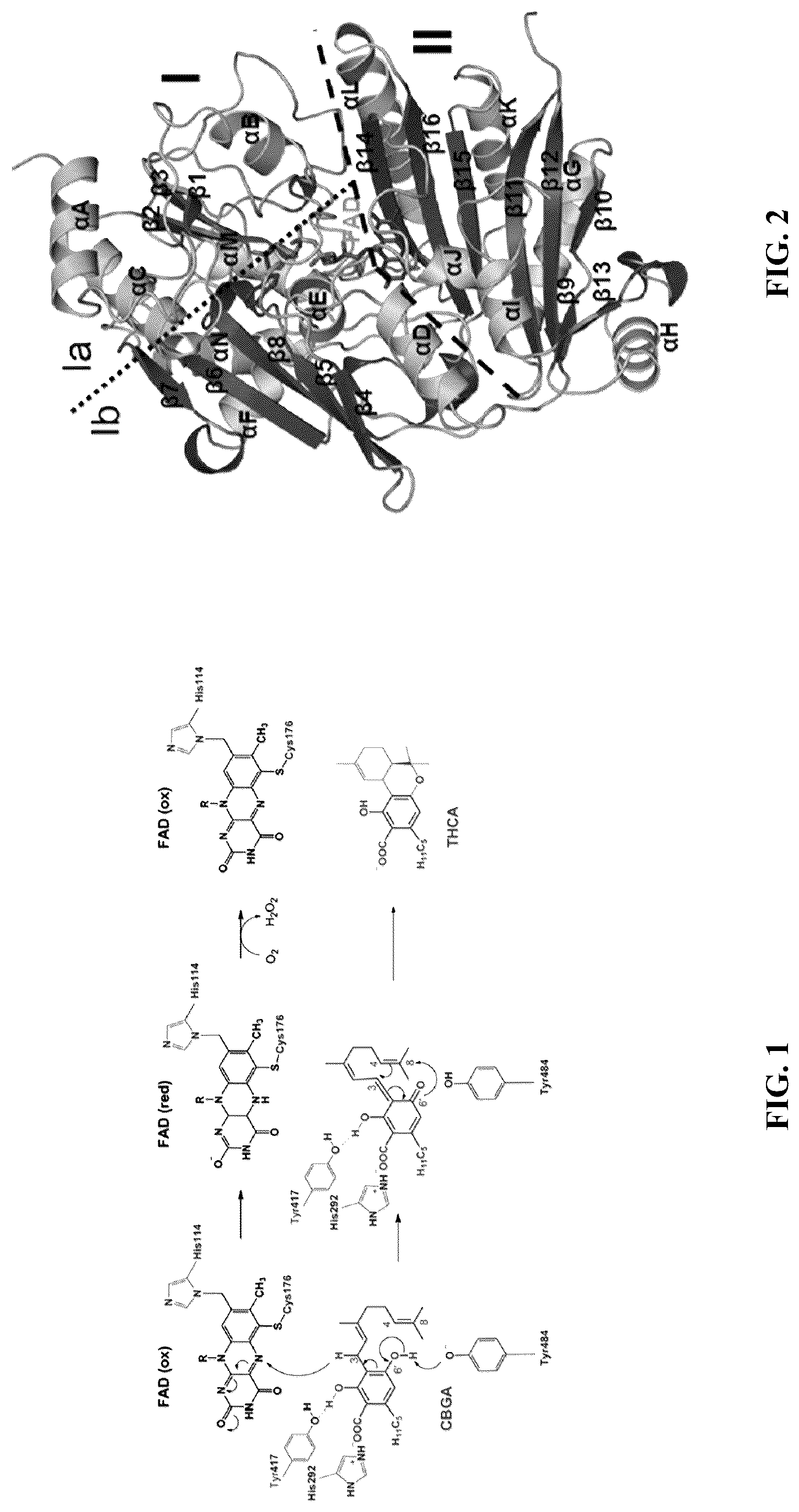 Patent US12480144 Figure 1 – Cannabinoid synthase variants and methods for their use