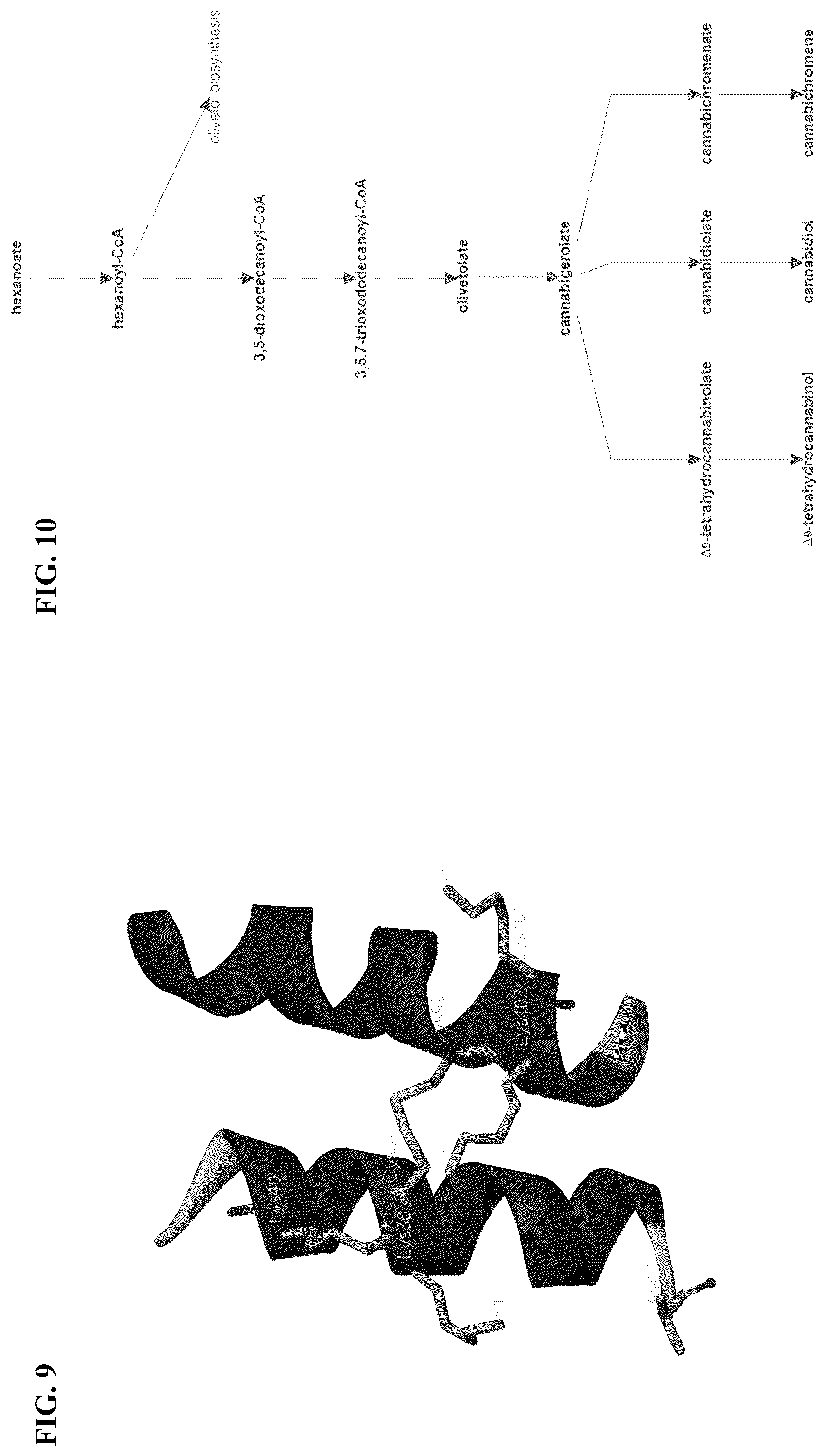 Patent US12480144 Figure 5 – Cannabinoid synthase variants and methods for their use