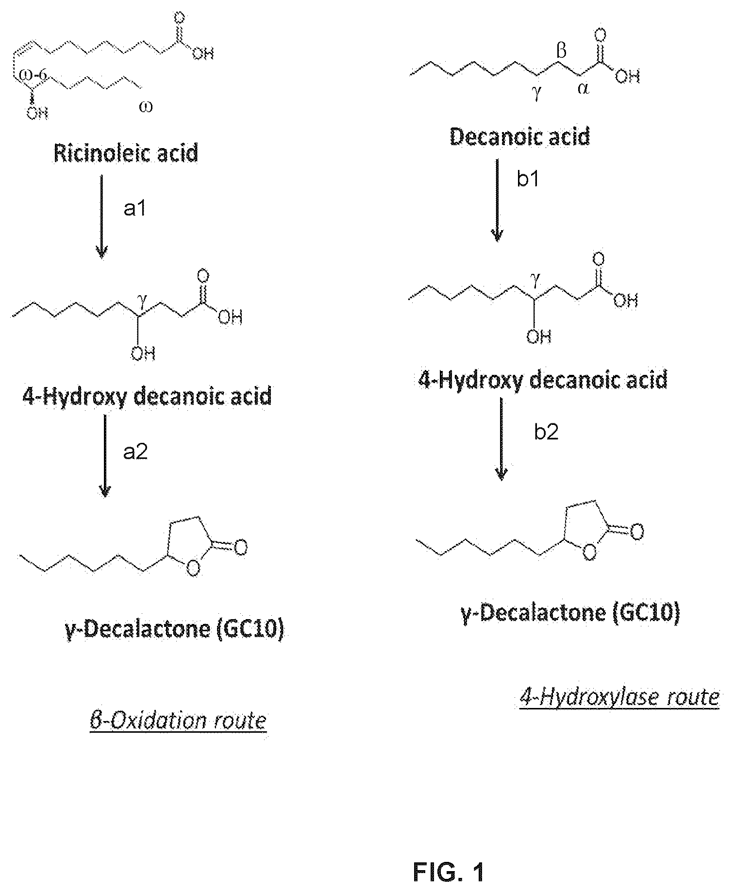 Patent US12480147 Figure 1 – Biosynthetic production of gamma-lactones