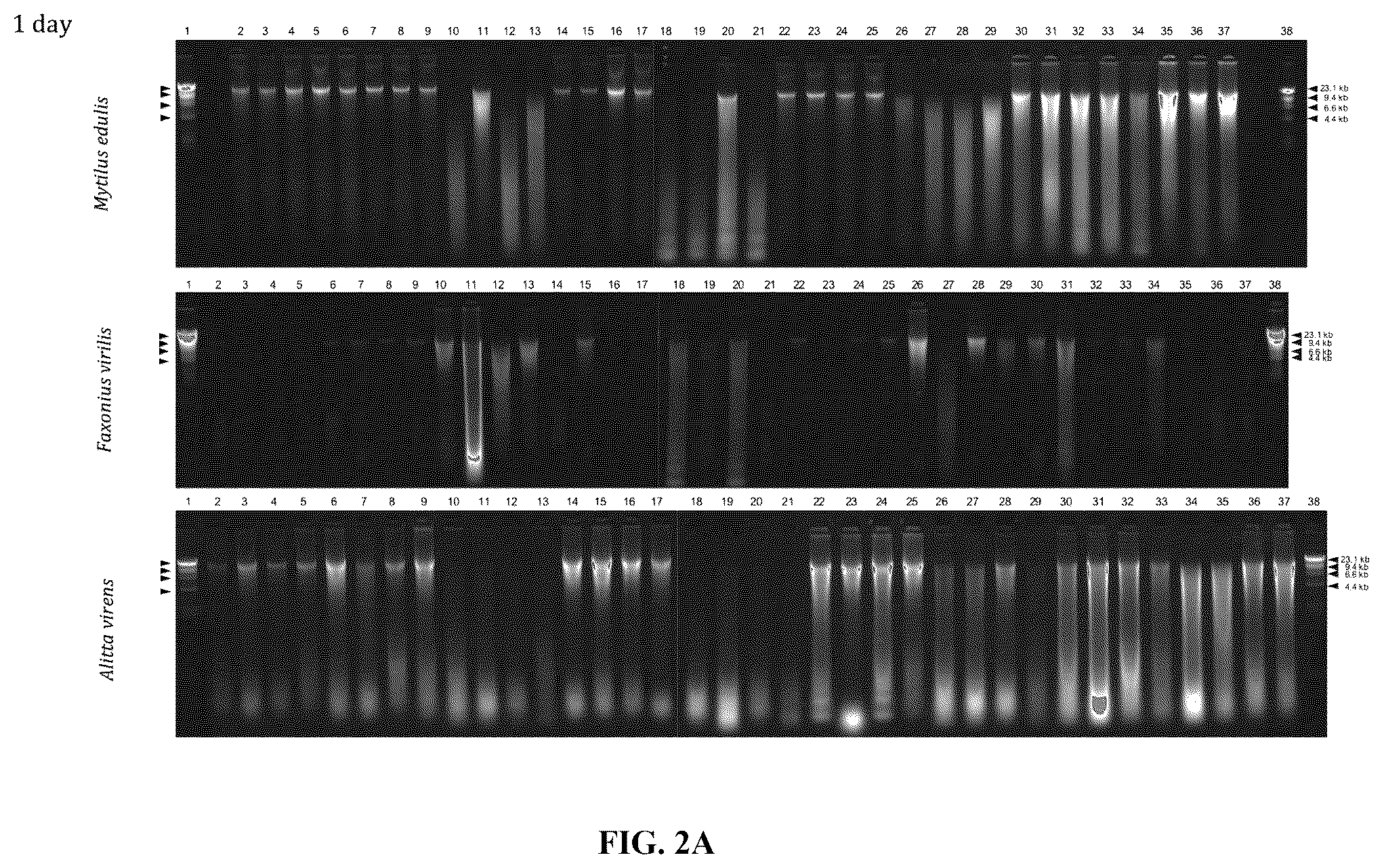 Patent US12480151 Figure 2 – DNA preservation in biological specimens using metal chelators