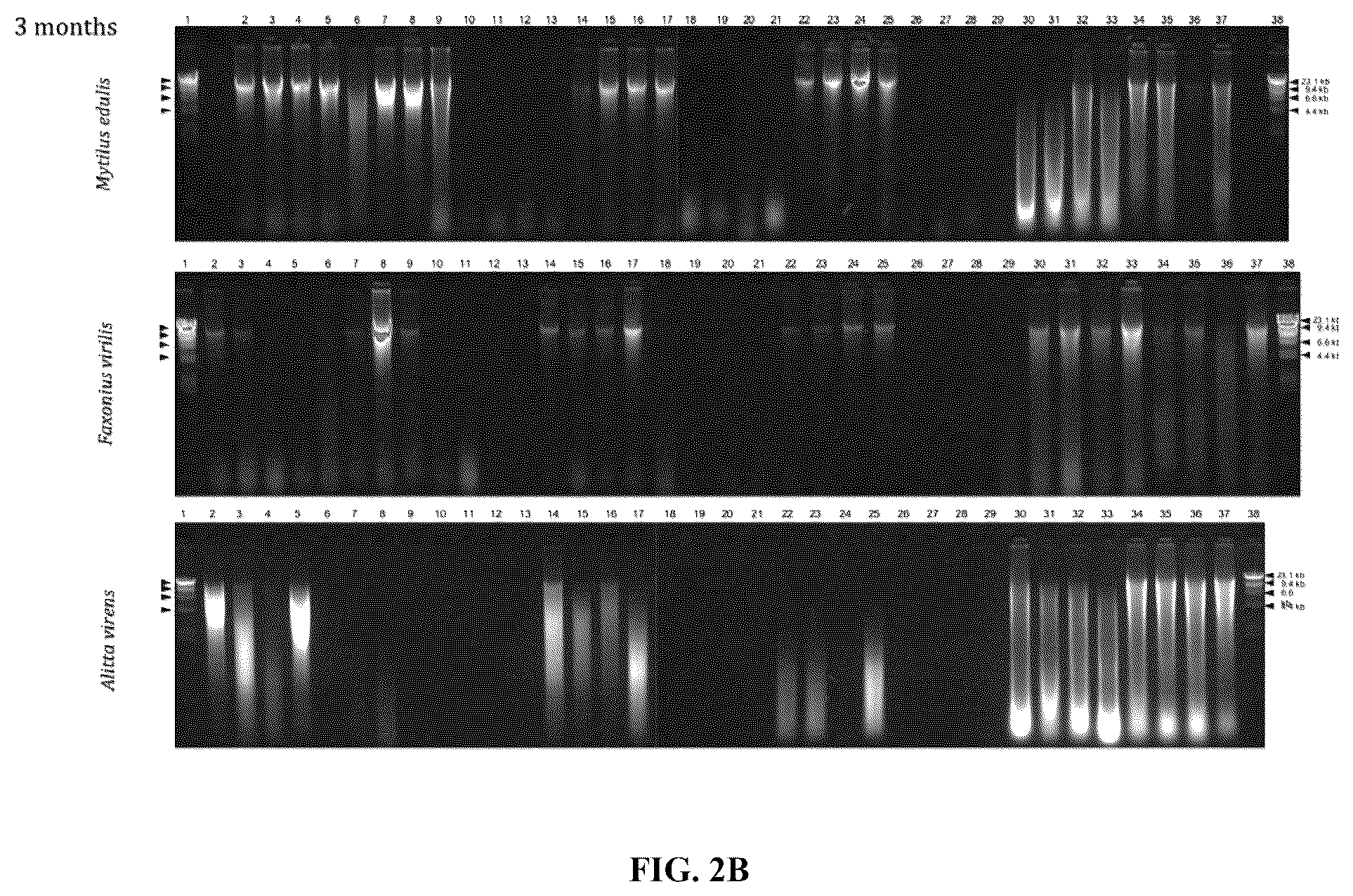 Patent US12480151 Figure 3 – DNA preservation in biological specimens using metal chelators