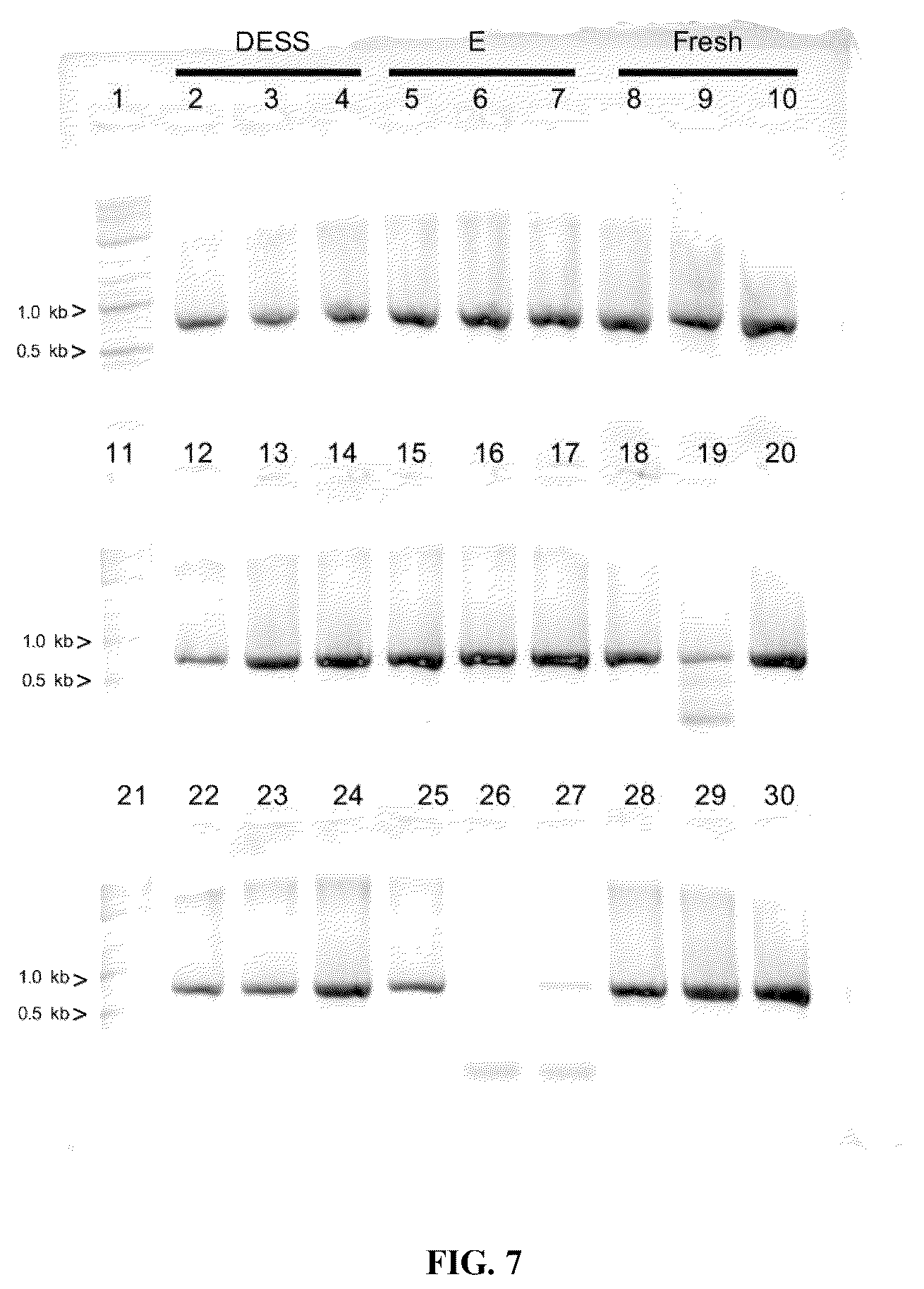 Patent US12480151 Figure 12 – DNA preservation in biological specimens using metal chelators