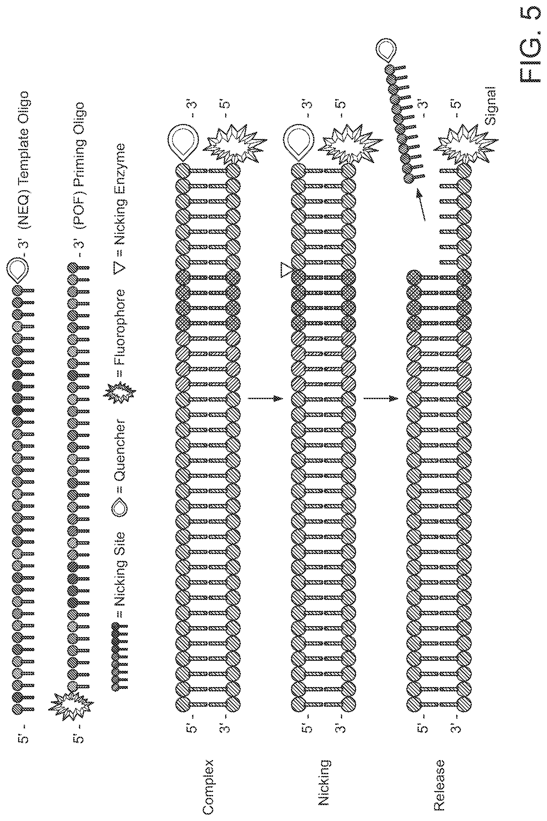 Patent US12480155 Figure 6 – Nicking enzymes