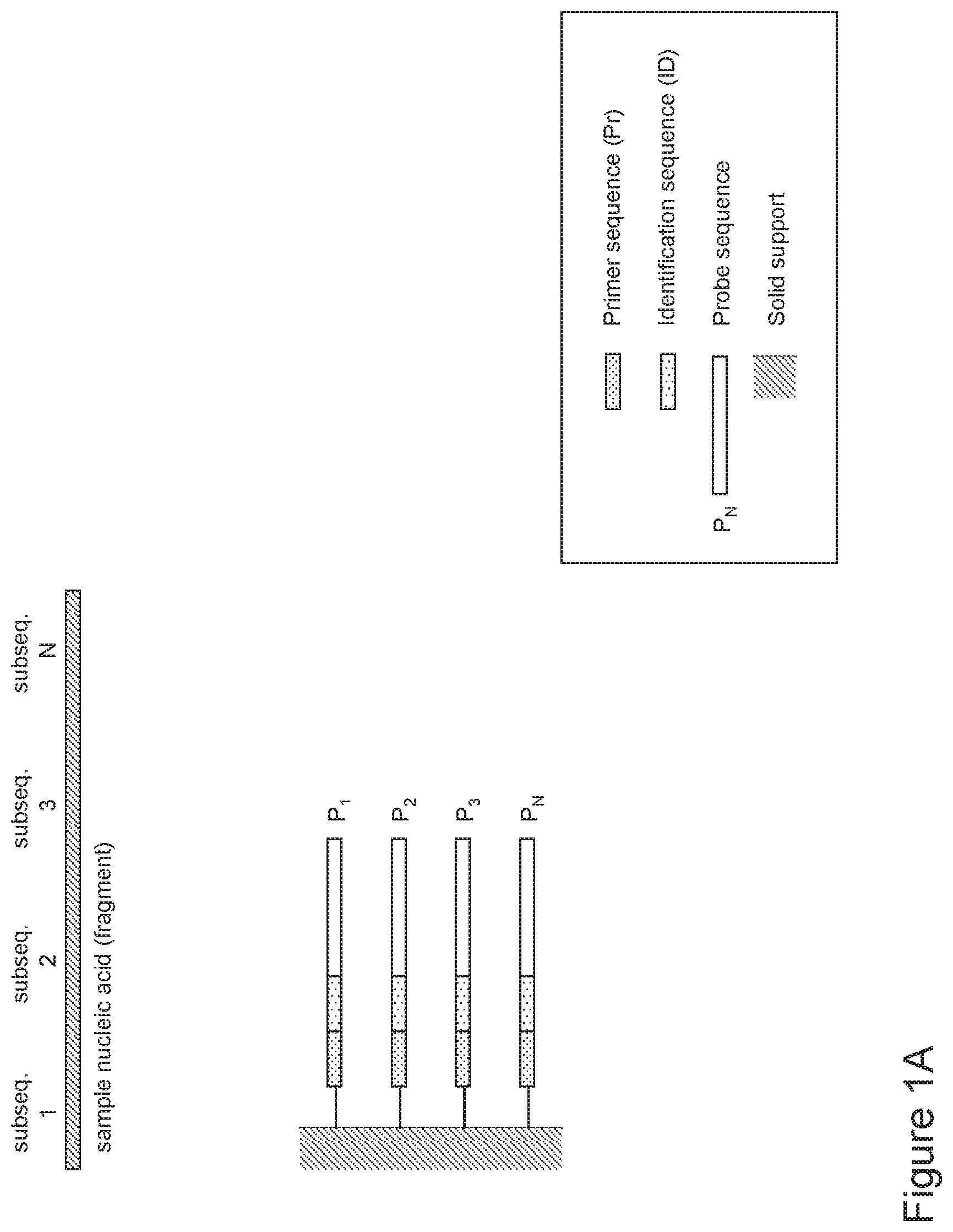 Patent US12480159 Figure 1 – Compositions containing identifier sequences on solid supports for nucleic acid sequence analysis