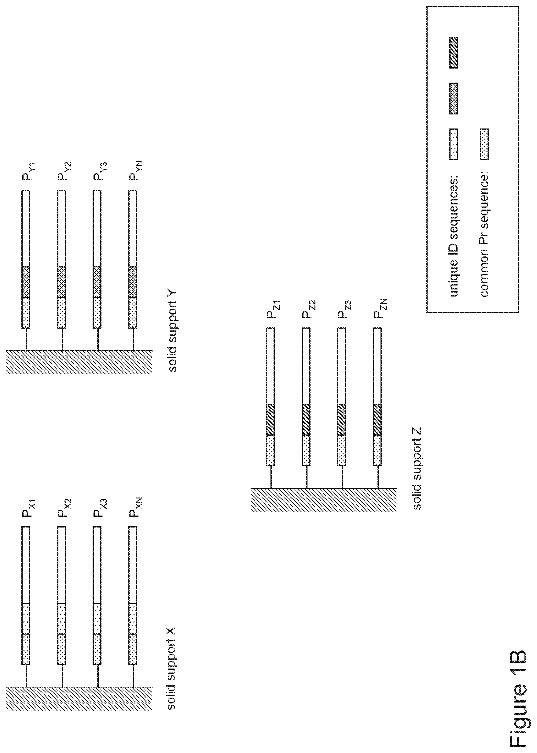 Patent US12480159 Figure 2 – Compositions containing identifier sequences on solid supports for nucleic acid sequence analysis