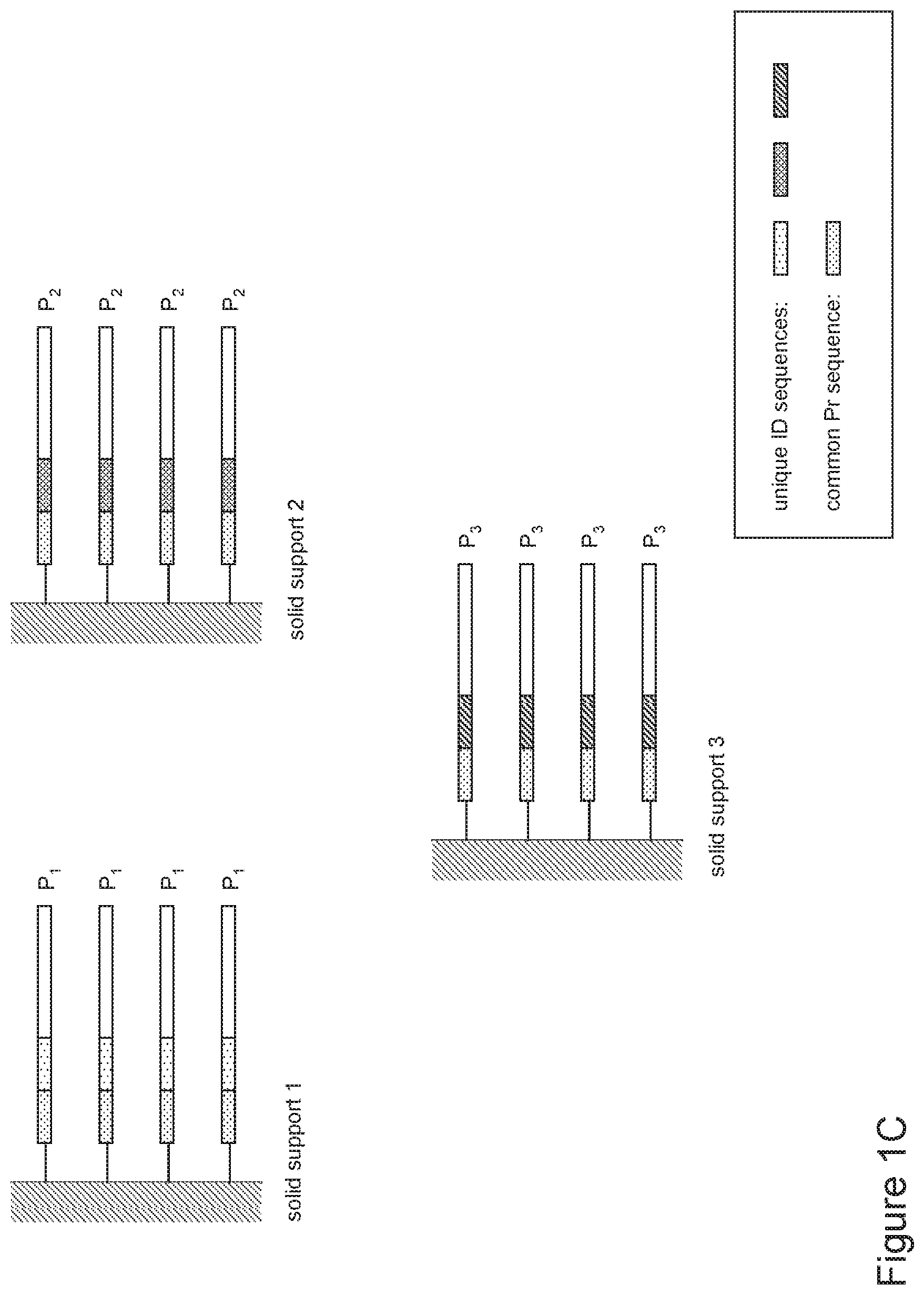 Patent US12480159 Figure 3 – Compositions containing identifier sequences on solid supports for nucleic acid sequence analysis