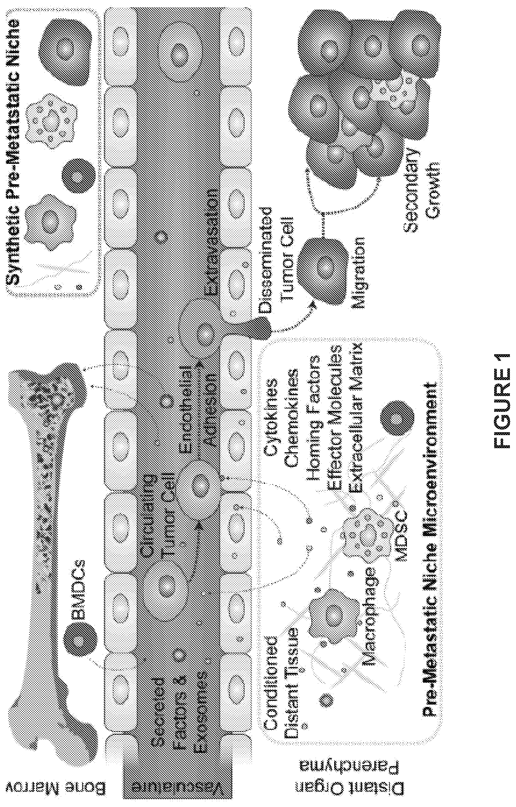 Patent US12480162 Figure 1 – Detection of metastatic disease and related methods
