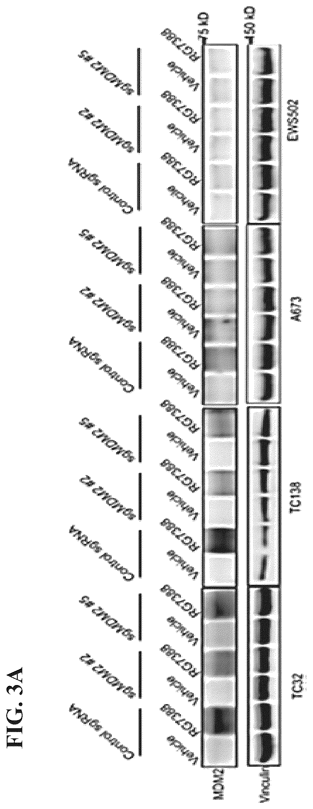 Patent US12480163 Figure 5 – Compositions and methods for identification assessment, prevention, and treatment of Ewing sarcoma using TP53 dependency biomarkers and modulators