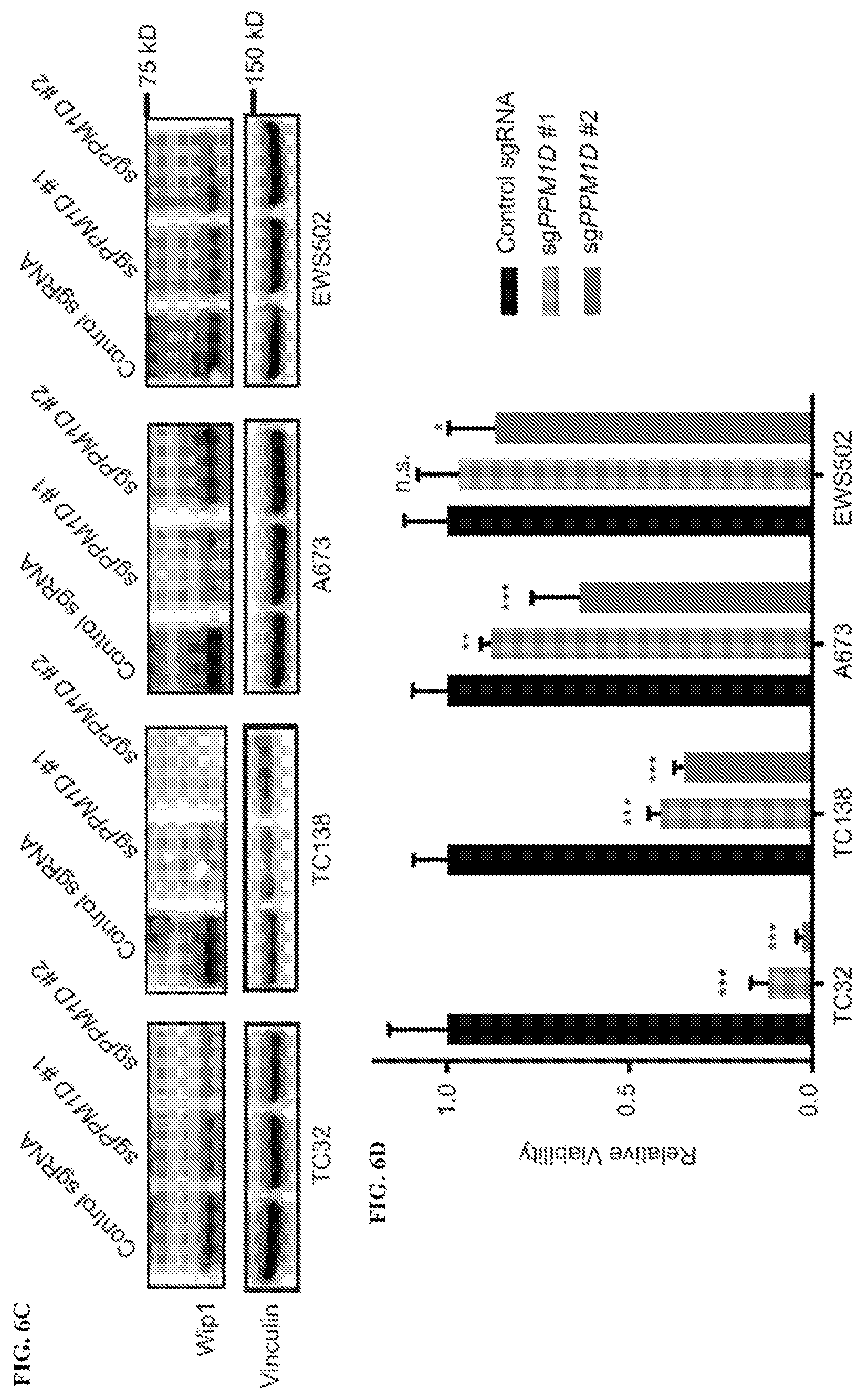 Patent US12480163 Figure 13 – Compositions and methods for identification assessment, prevention, and treatment of Ewing sarcoma using TP53 dependency biomarkers and modulators