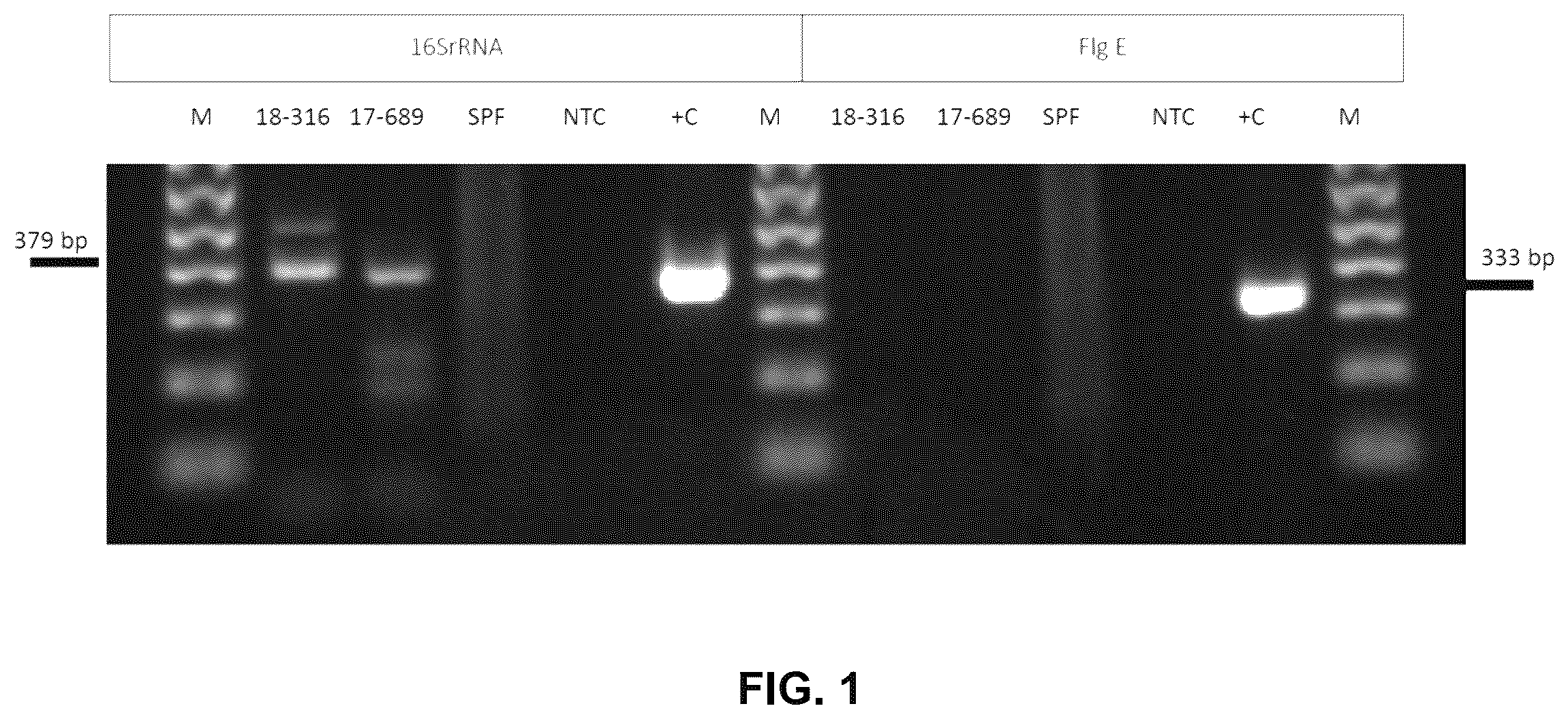 Patent US12480167 Figure 1 – Shrimp disease detection assays and uses thereof