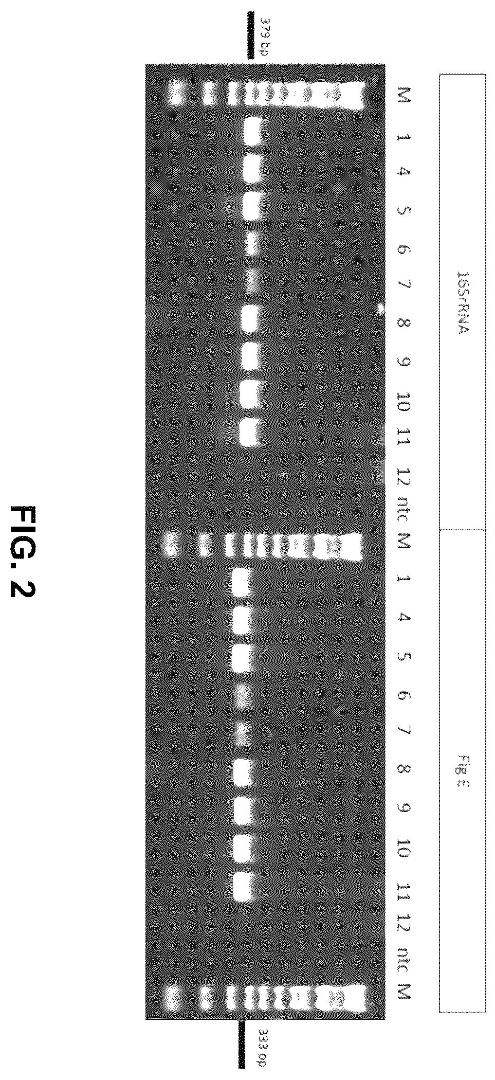Patent US12480167 Figure 2 – Shrimp disease detection assays and uses thereof
